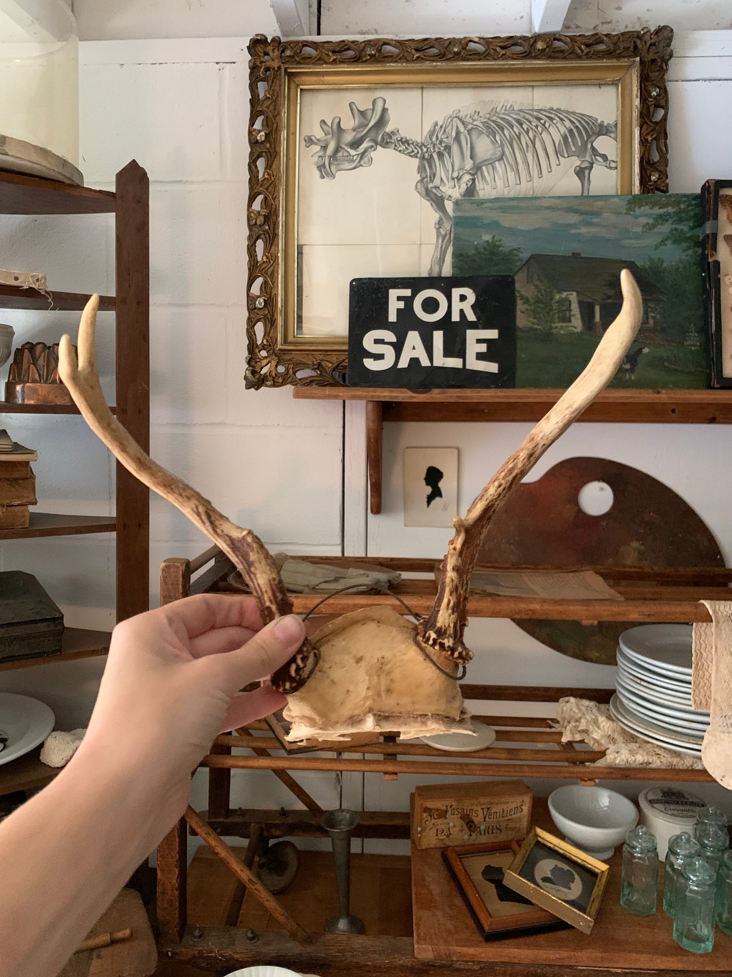 Vintage taxidermy antlers