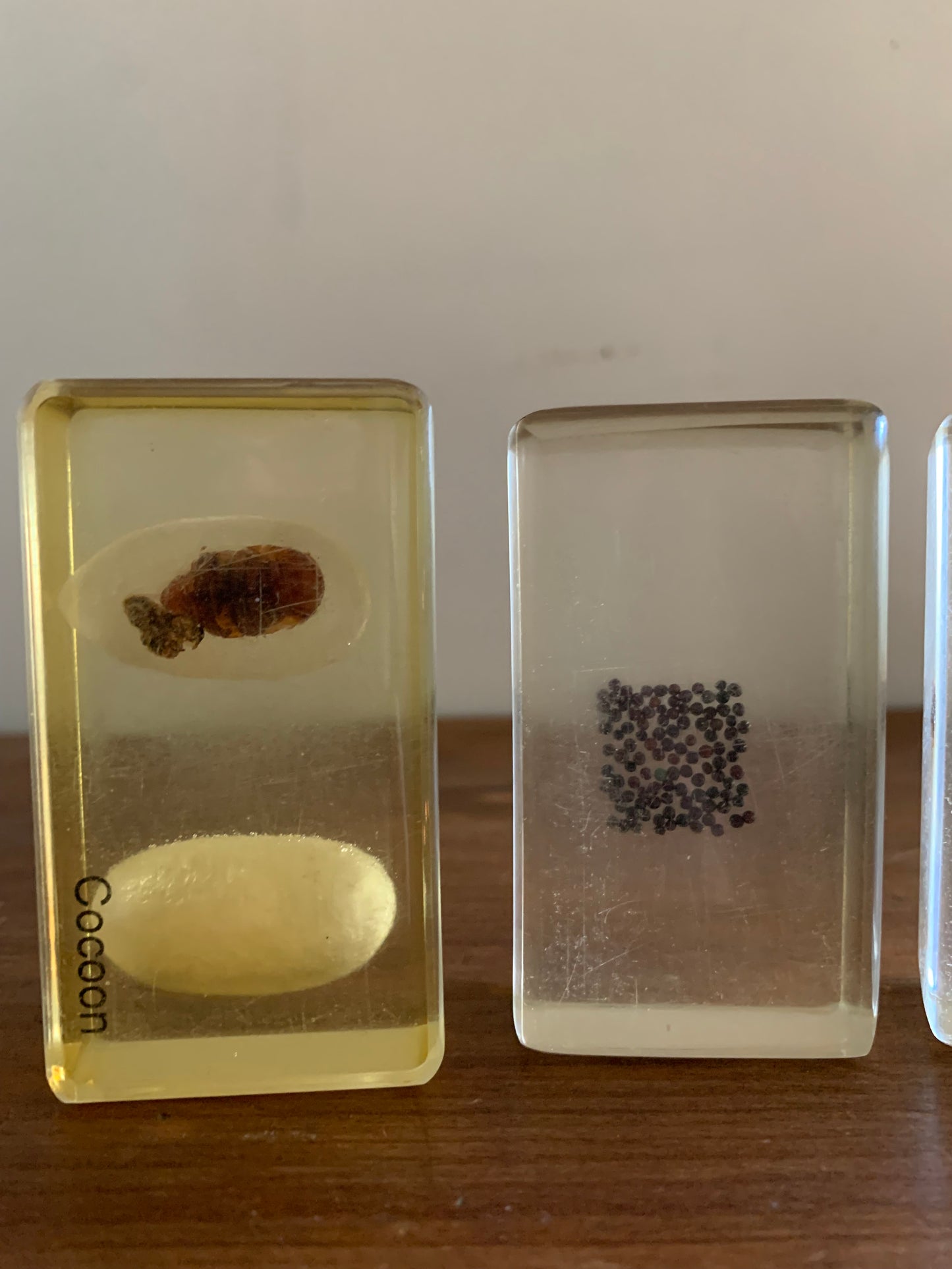 Vintage taxidermy specimen in acrylic block