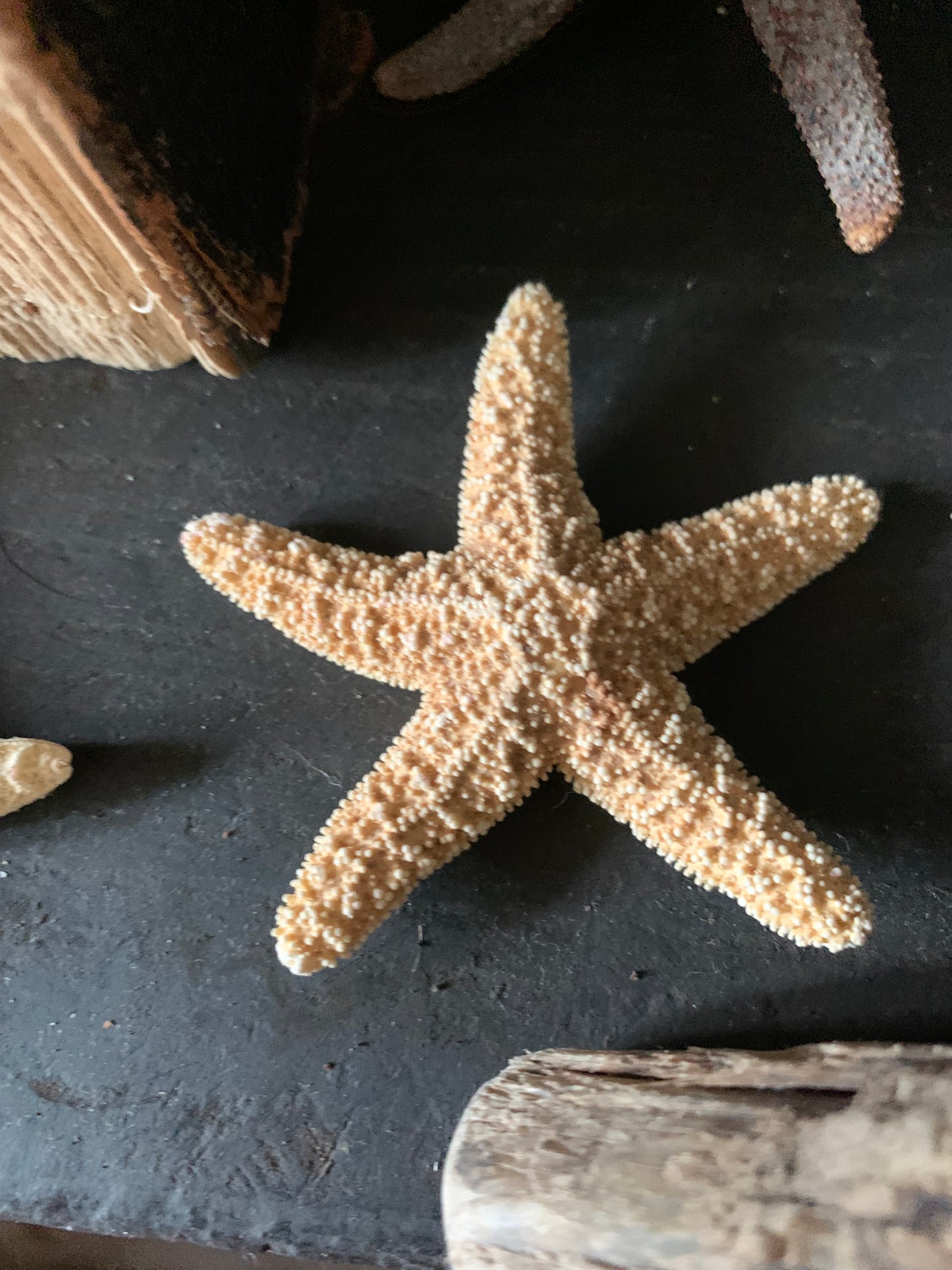 Small starfish set of 2