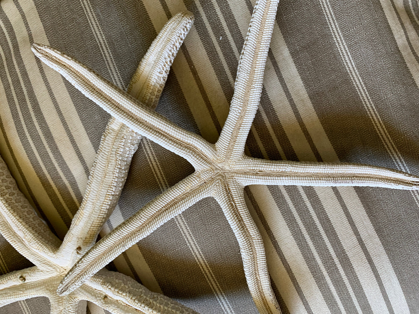 Vintage real starfish