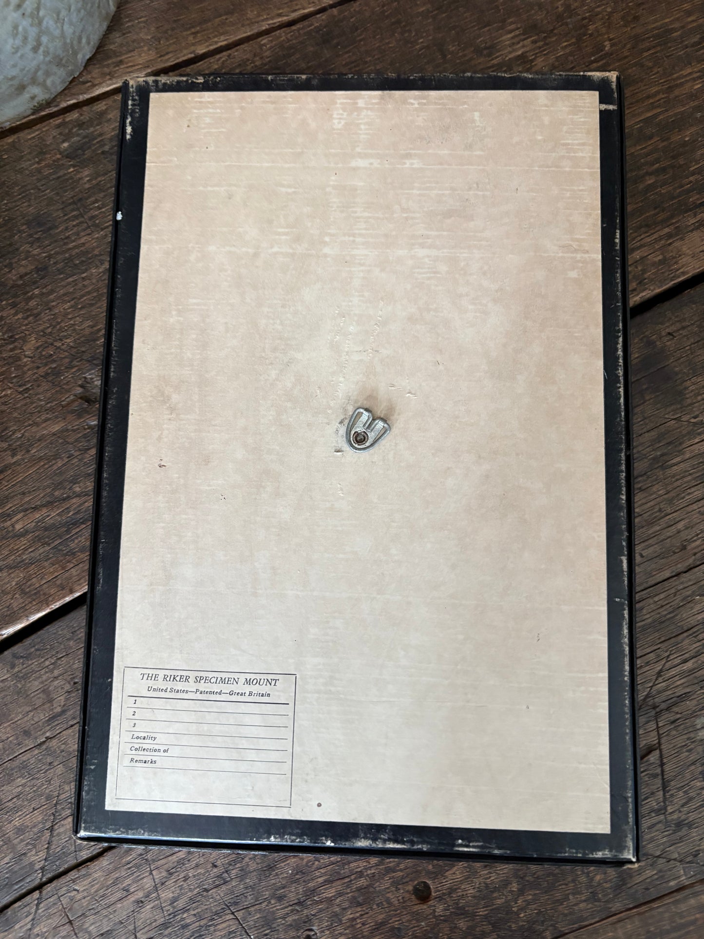 Vintage taxidermy butterfly collection