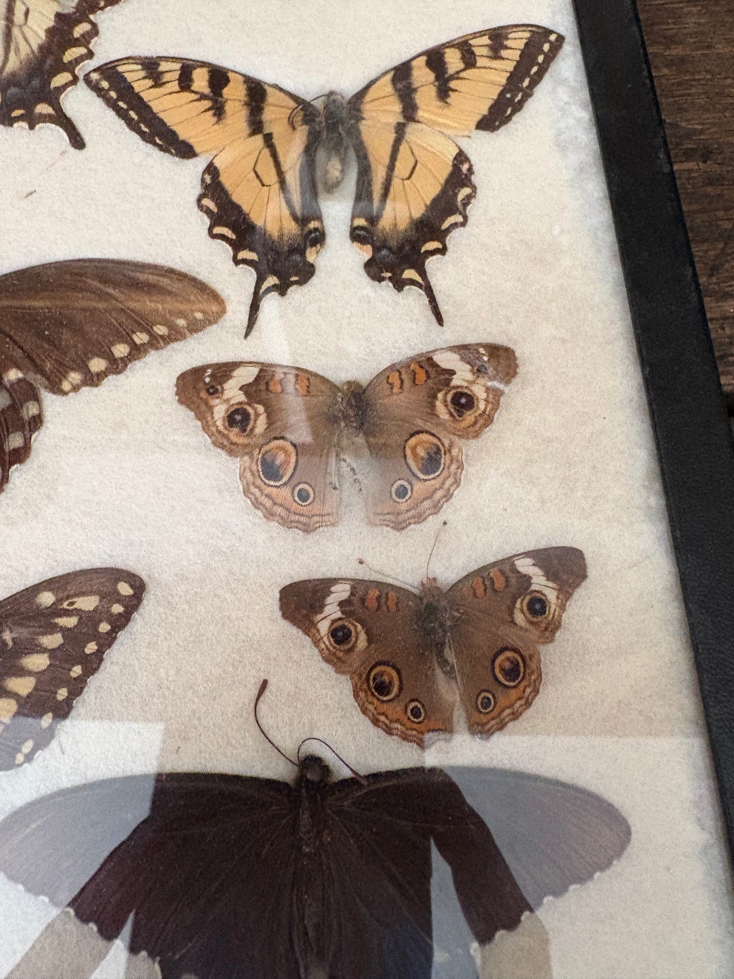 Vintage taxidermy butterfly collection