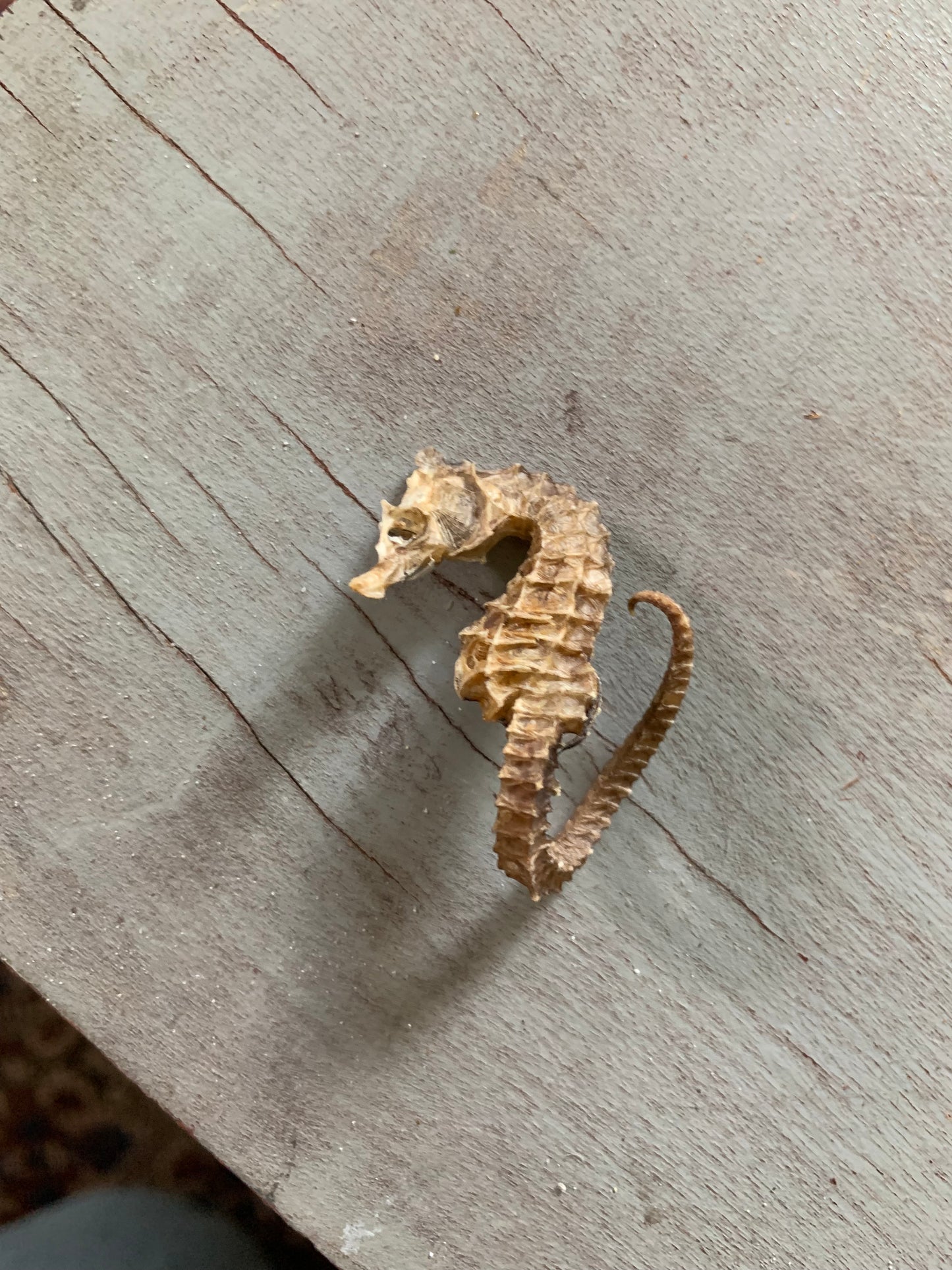 Vintage taxidermy sea horse