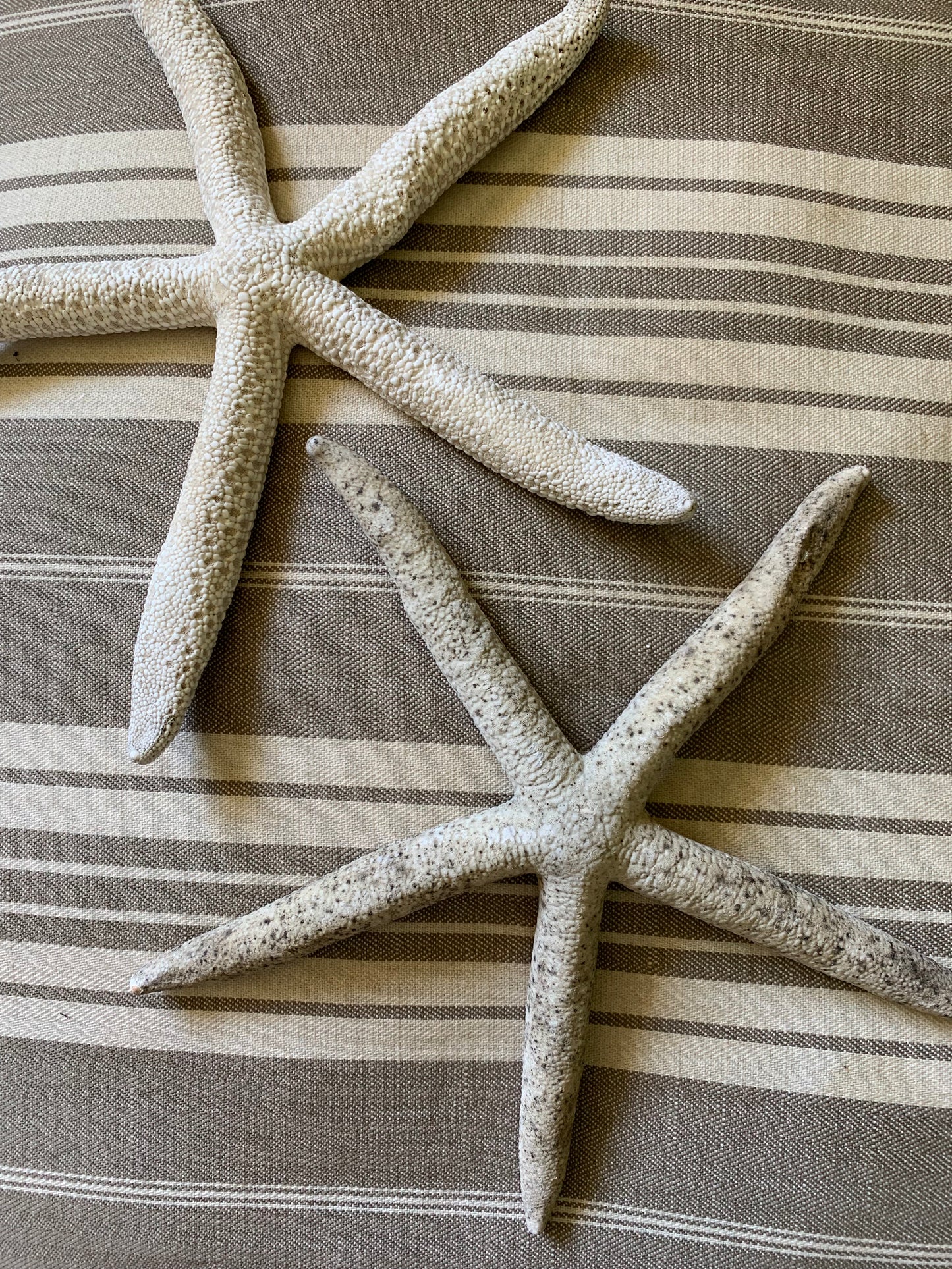 Vintage real starfish