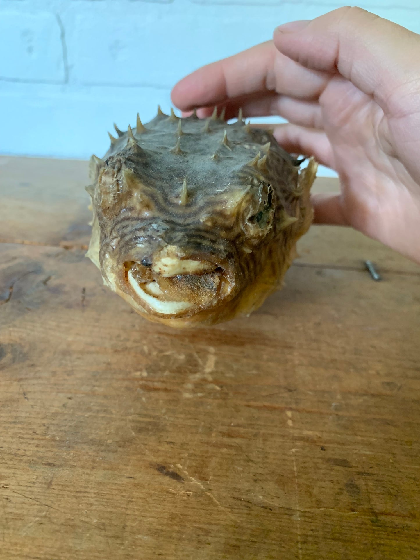 Vintage taxidermy fish