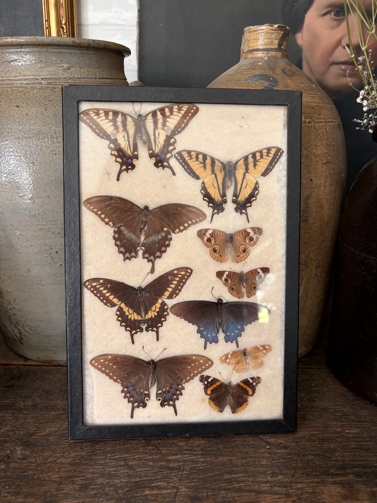 Vintage taxidermy butterfly collection