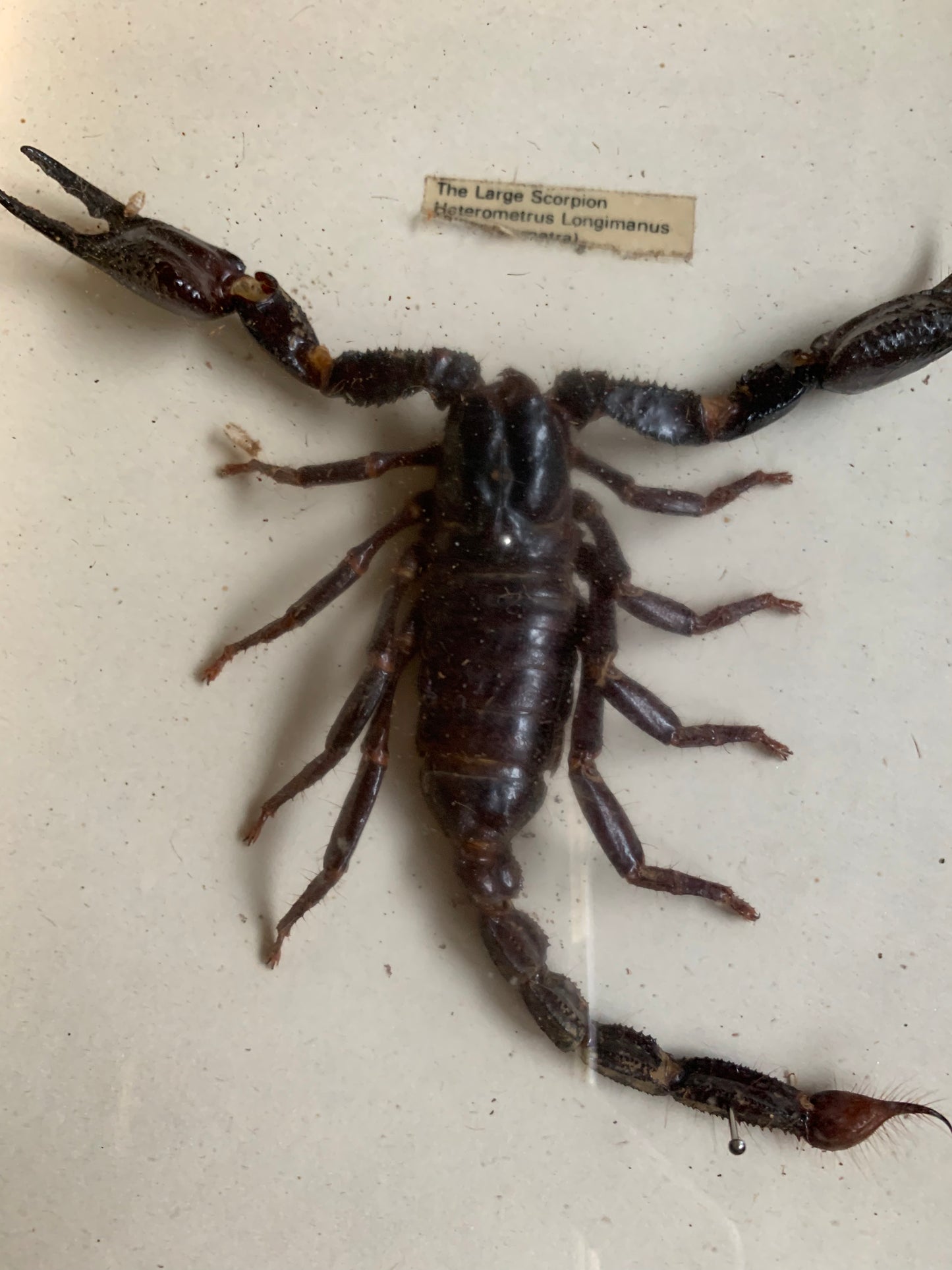 Vintage scorpion taxidermy