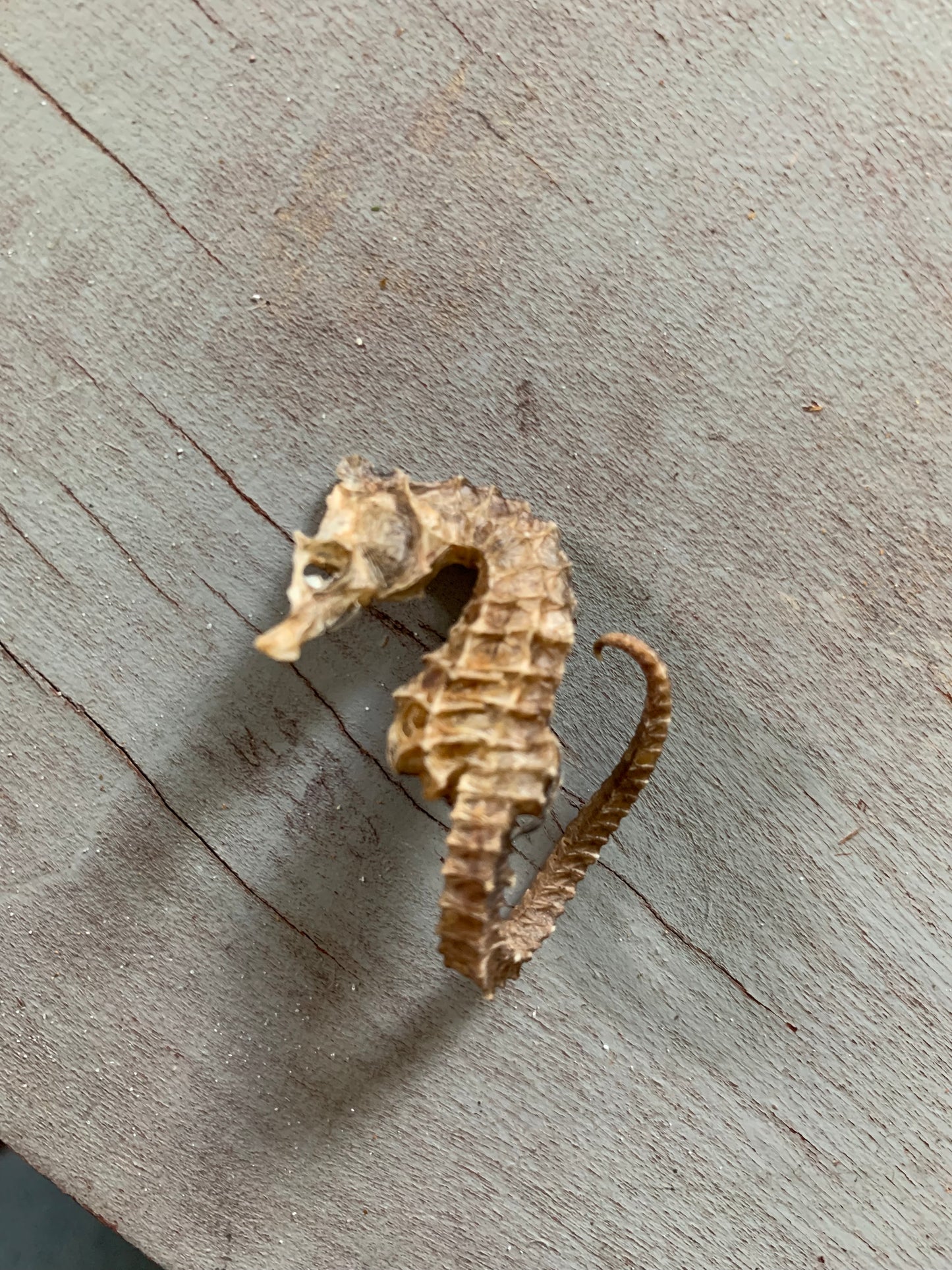 Vintage taxidermy sea horse