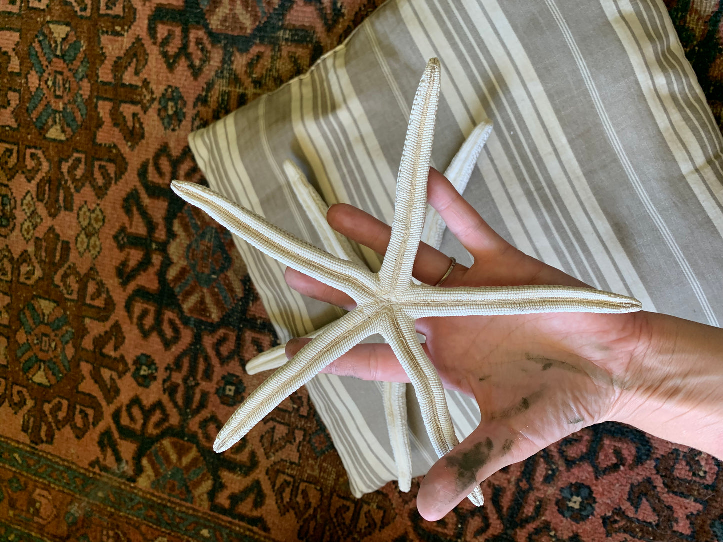 Vintage real starfish