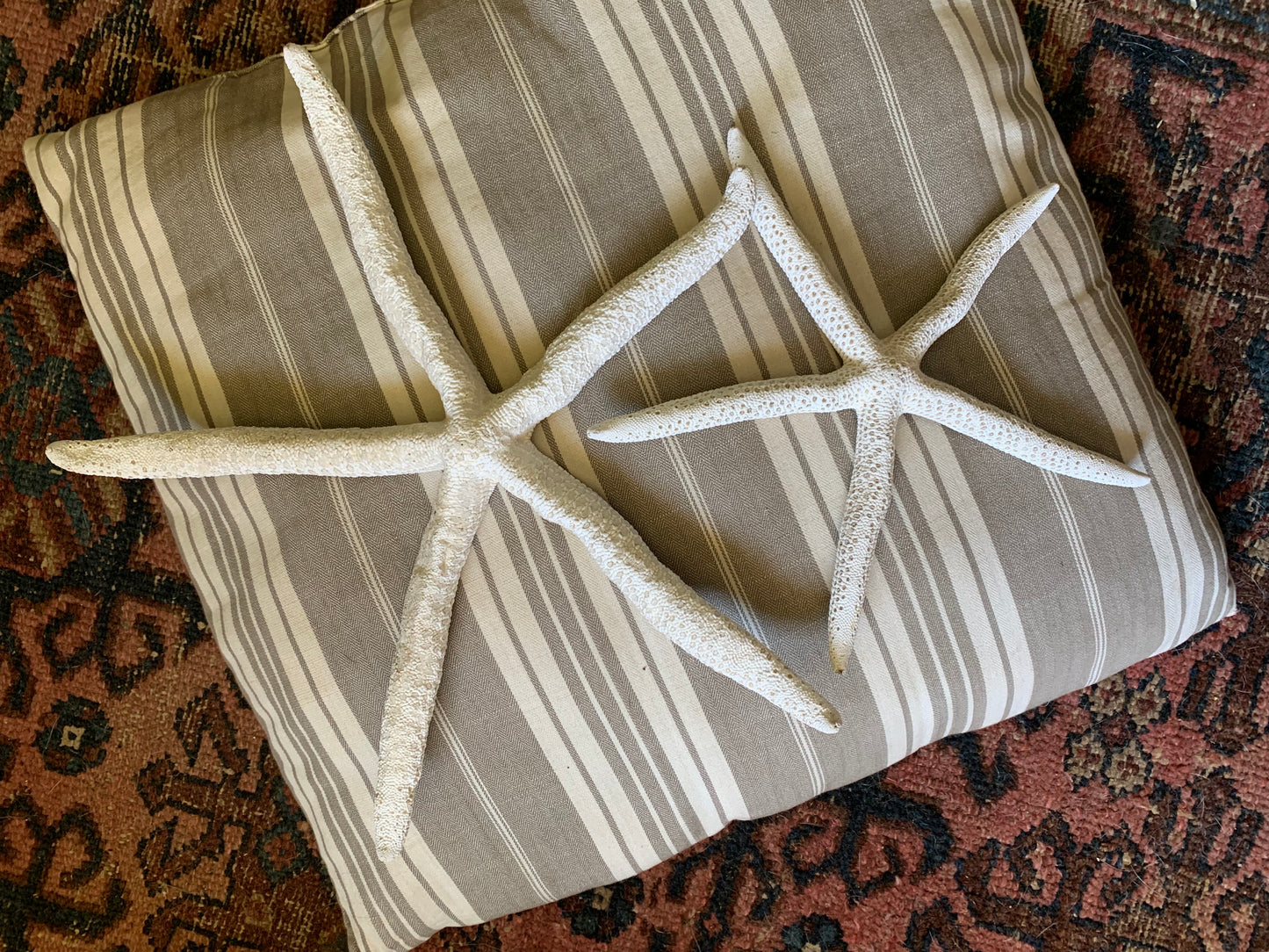 Vintage real starfish