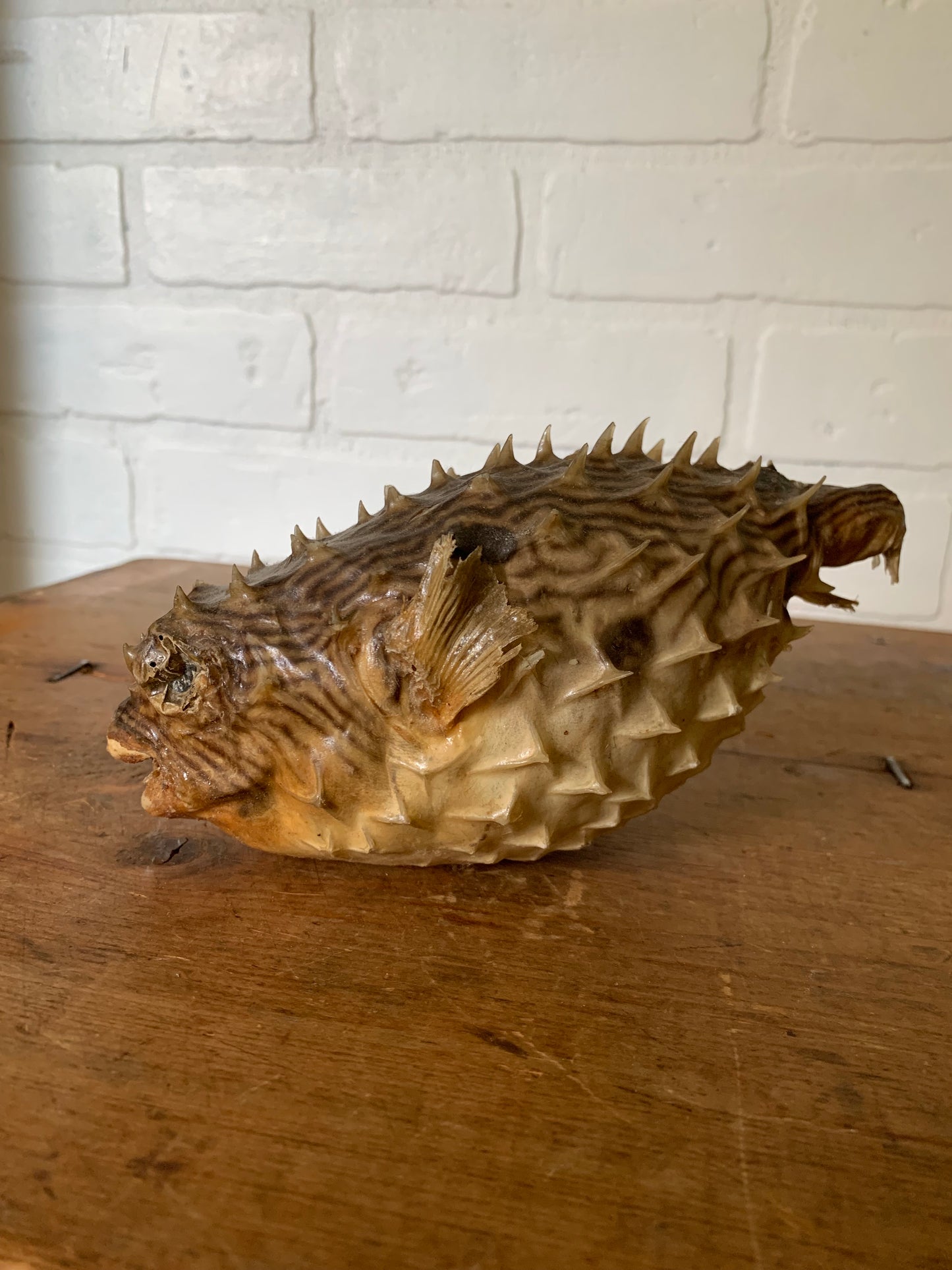 Vintage taxidermy fish