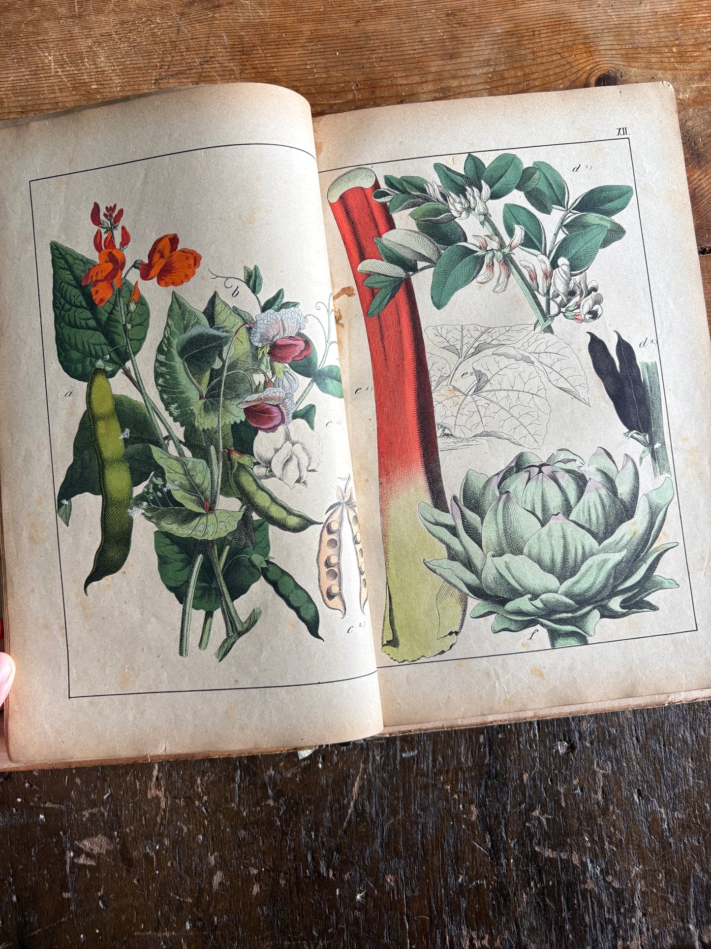 Rare Antique French botanical illustration book with 30 prints