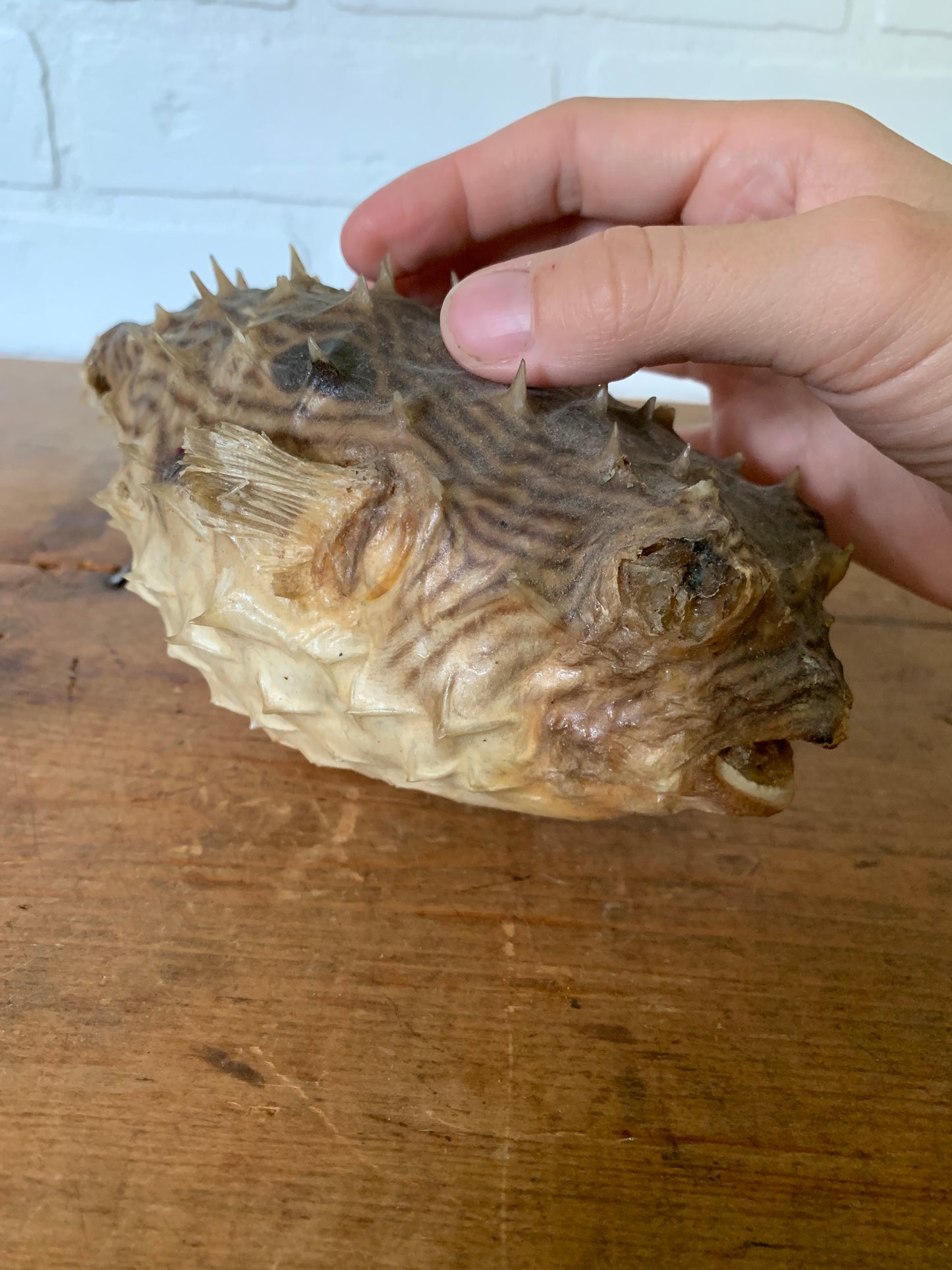 Vintage taxidermy fish
