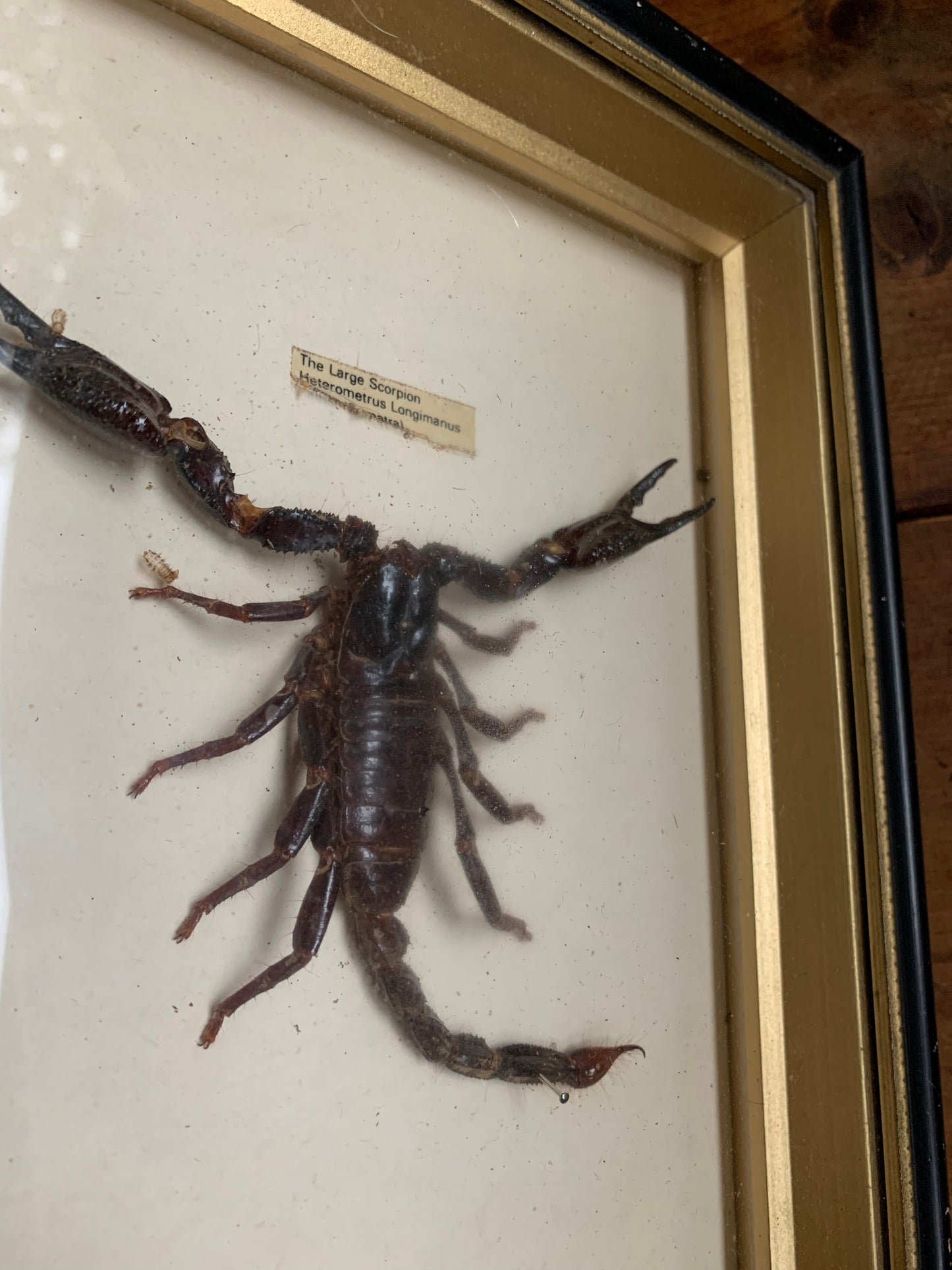 Vintage scorpion taxidermy