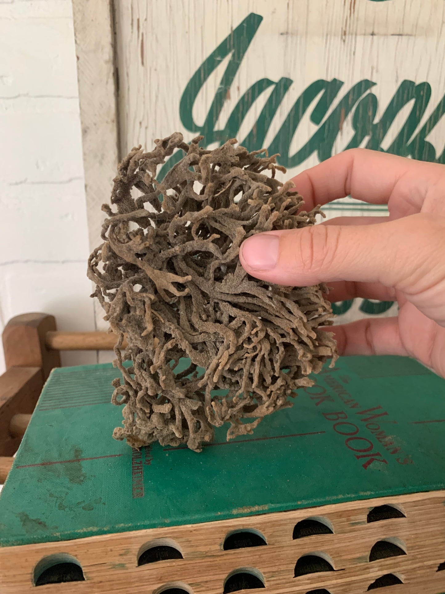 Natural sea sponge