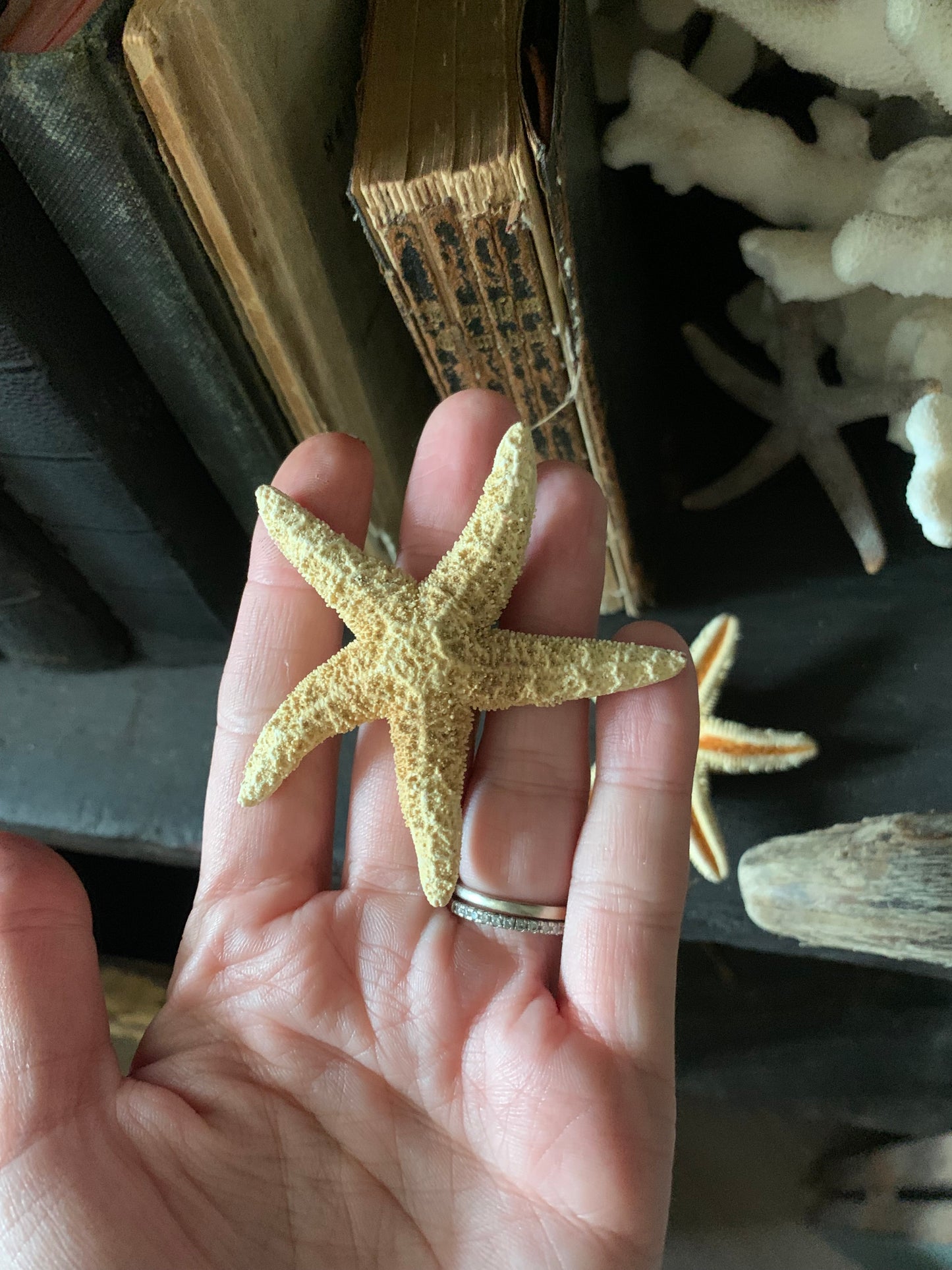Small starfish set of 2