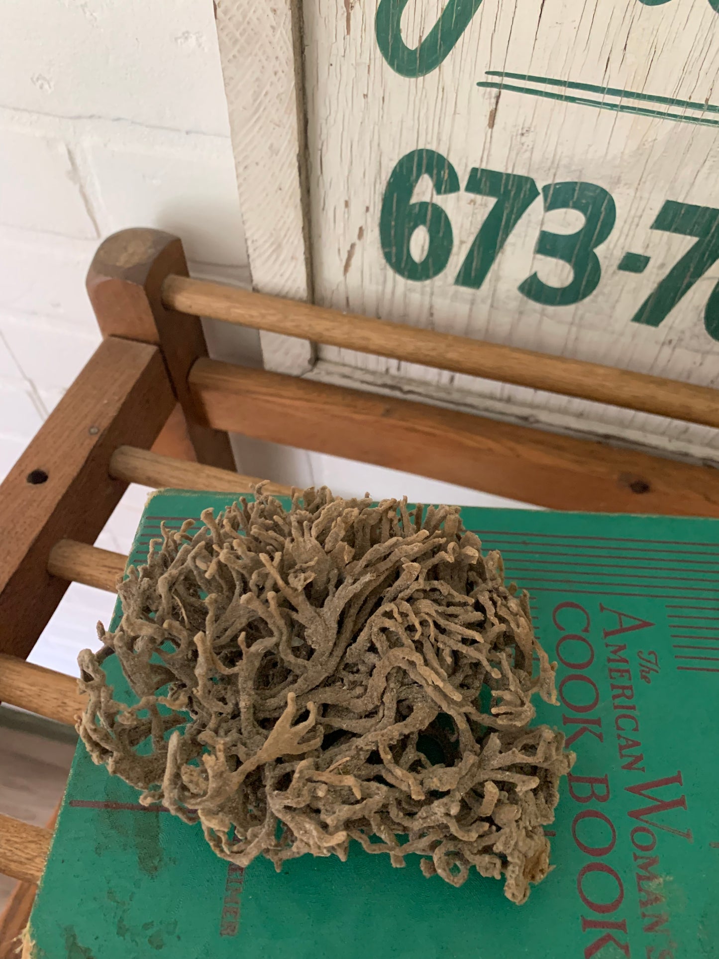 Natural sea sponge