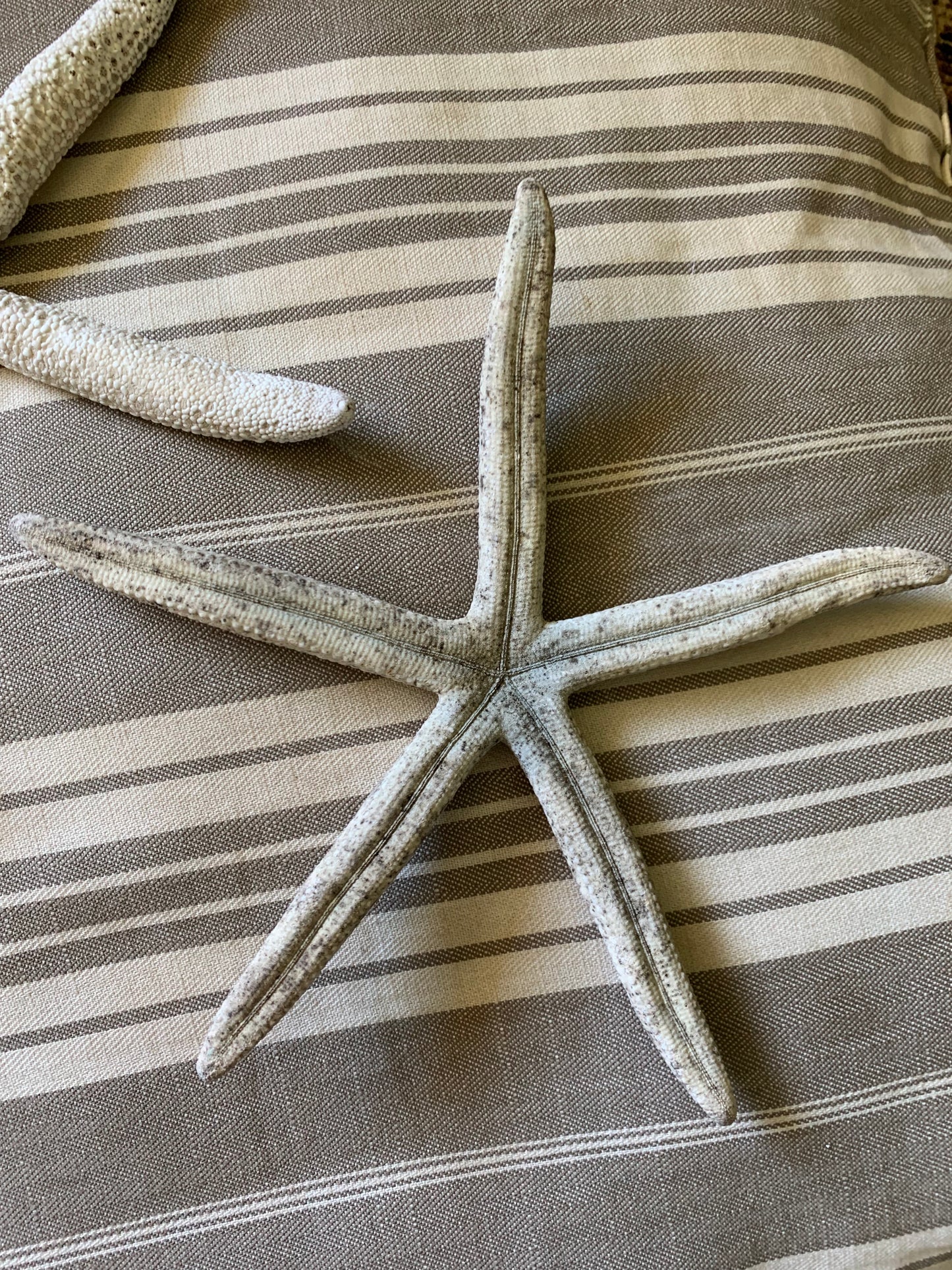 Vintage real starfish