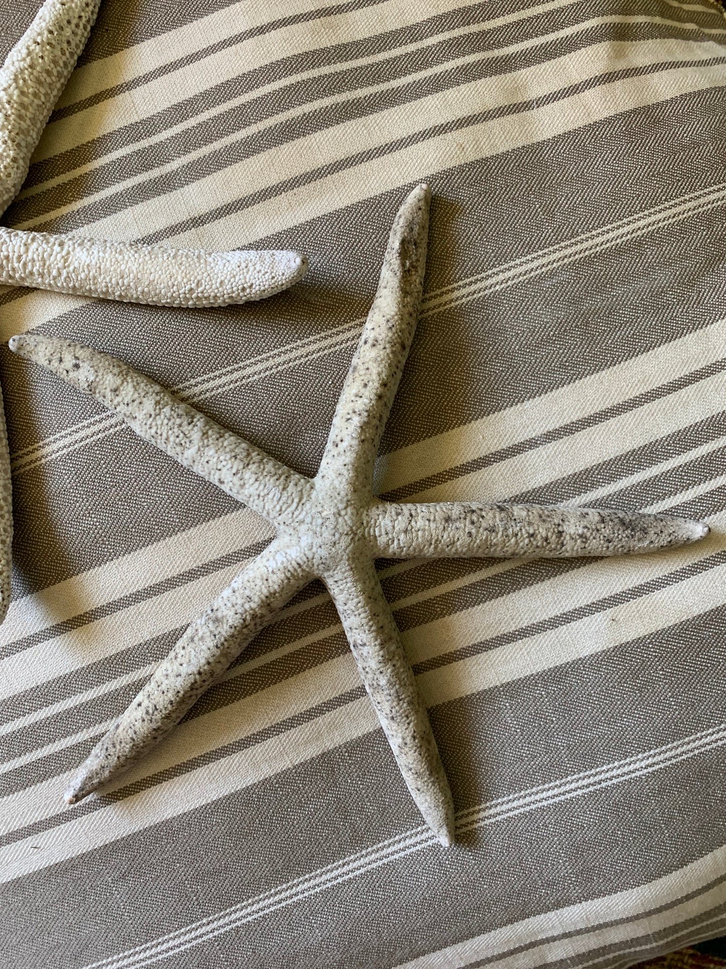 Vintage real starfish