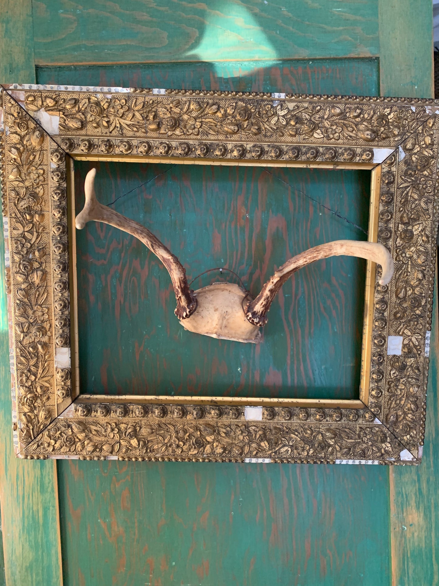 Vintage taxidermy antlers