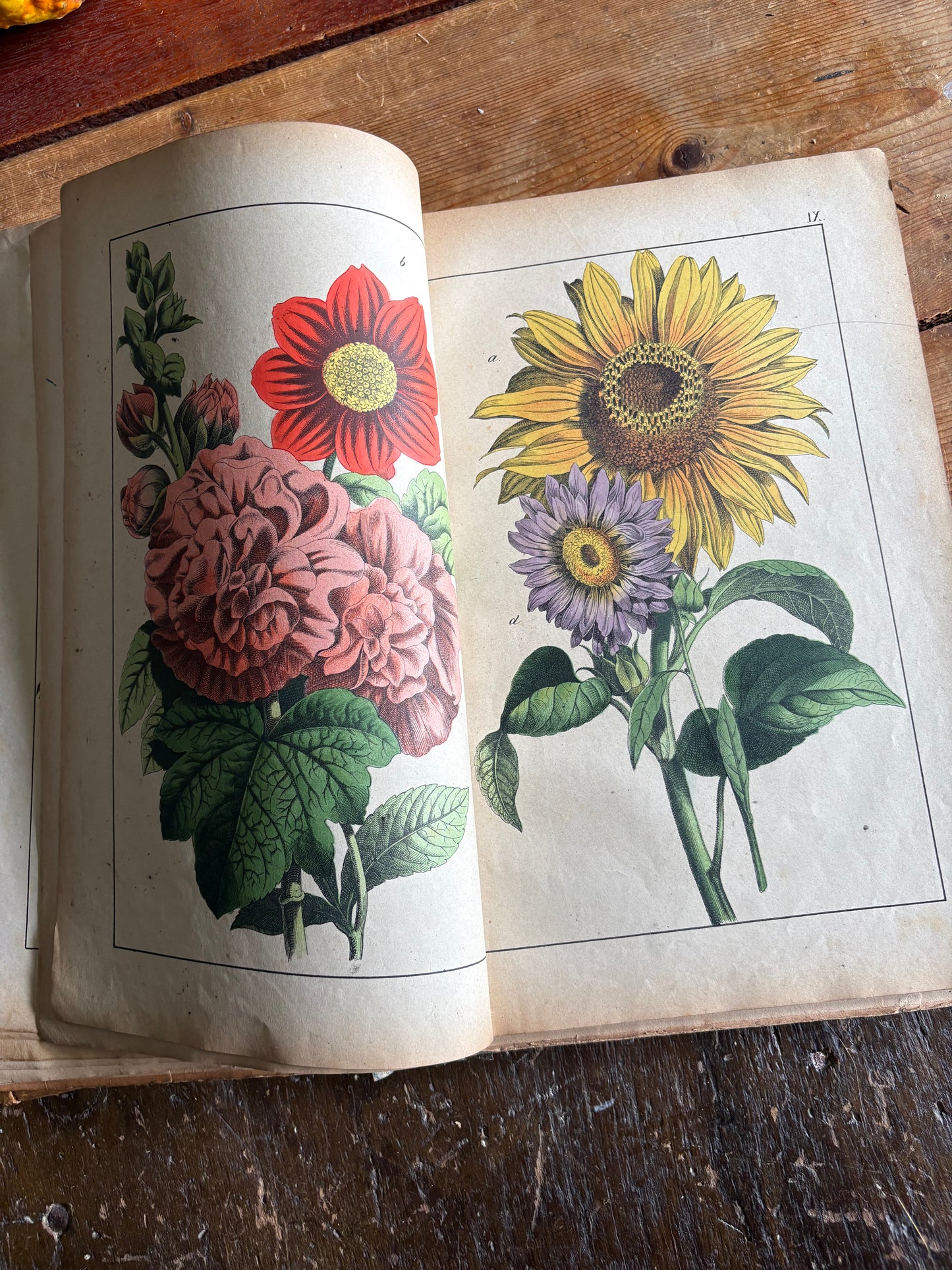 Rare Antique French botanical illustration book with 30 prints