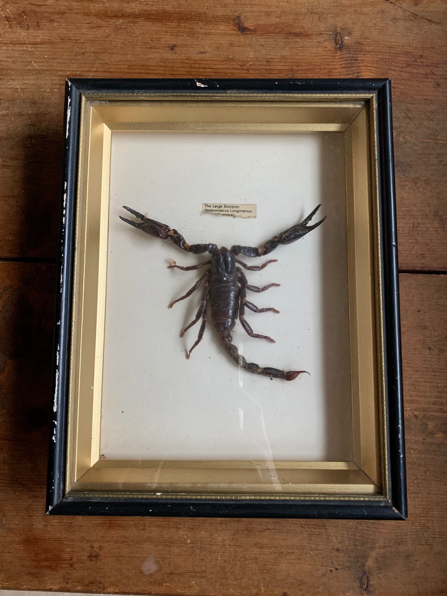 Vintage scorpion taxidermy