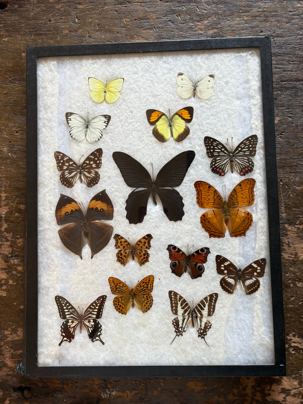 Vintage butterfly taxidermy in riker display case