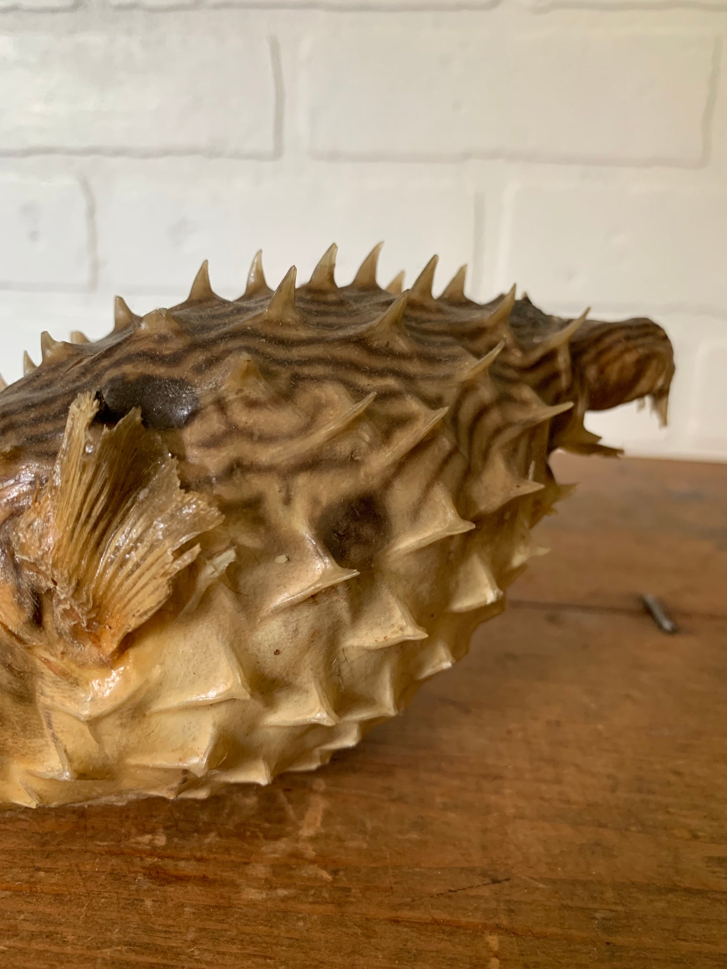 Vintage taxidermy fish
