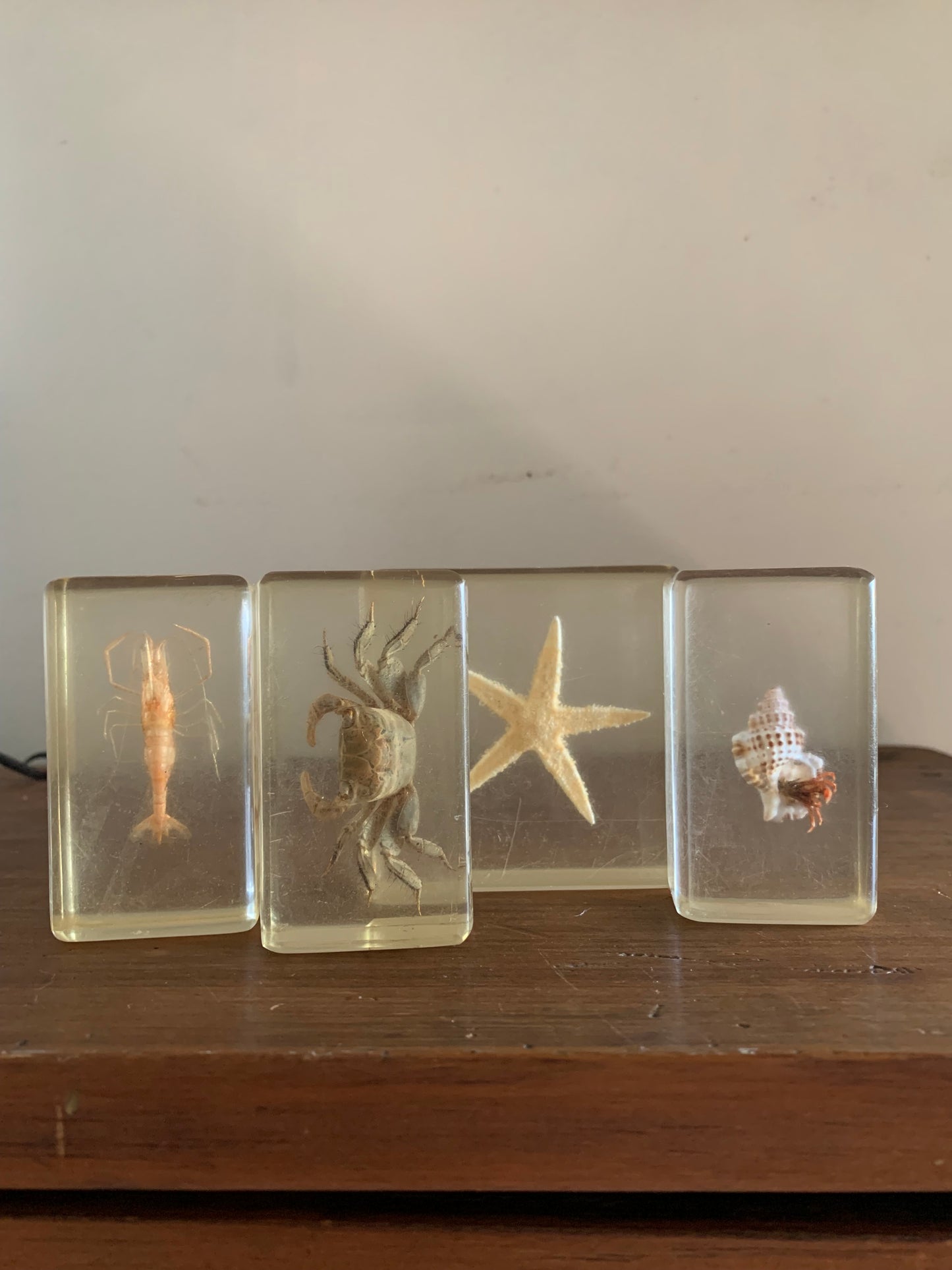Vintage taxidermy sea specimen in acrylic block