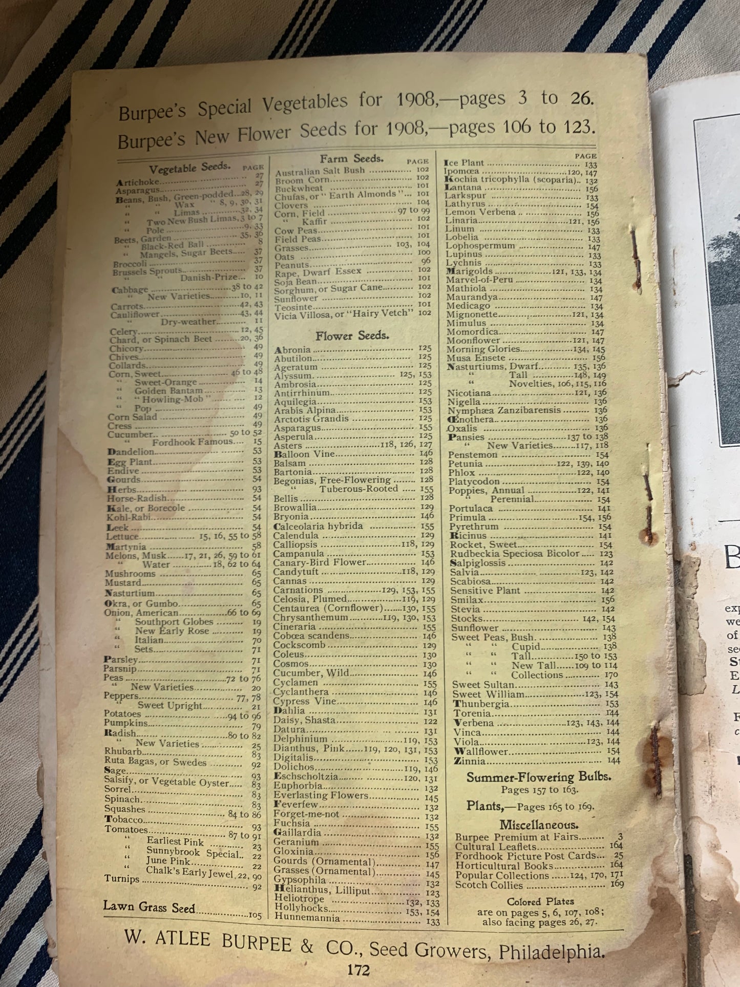 Rare Antique 1908 Burpee seed annual