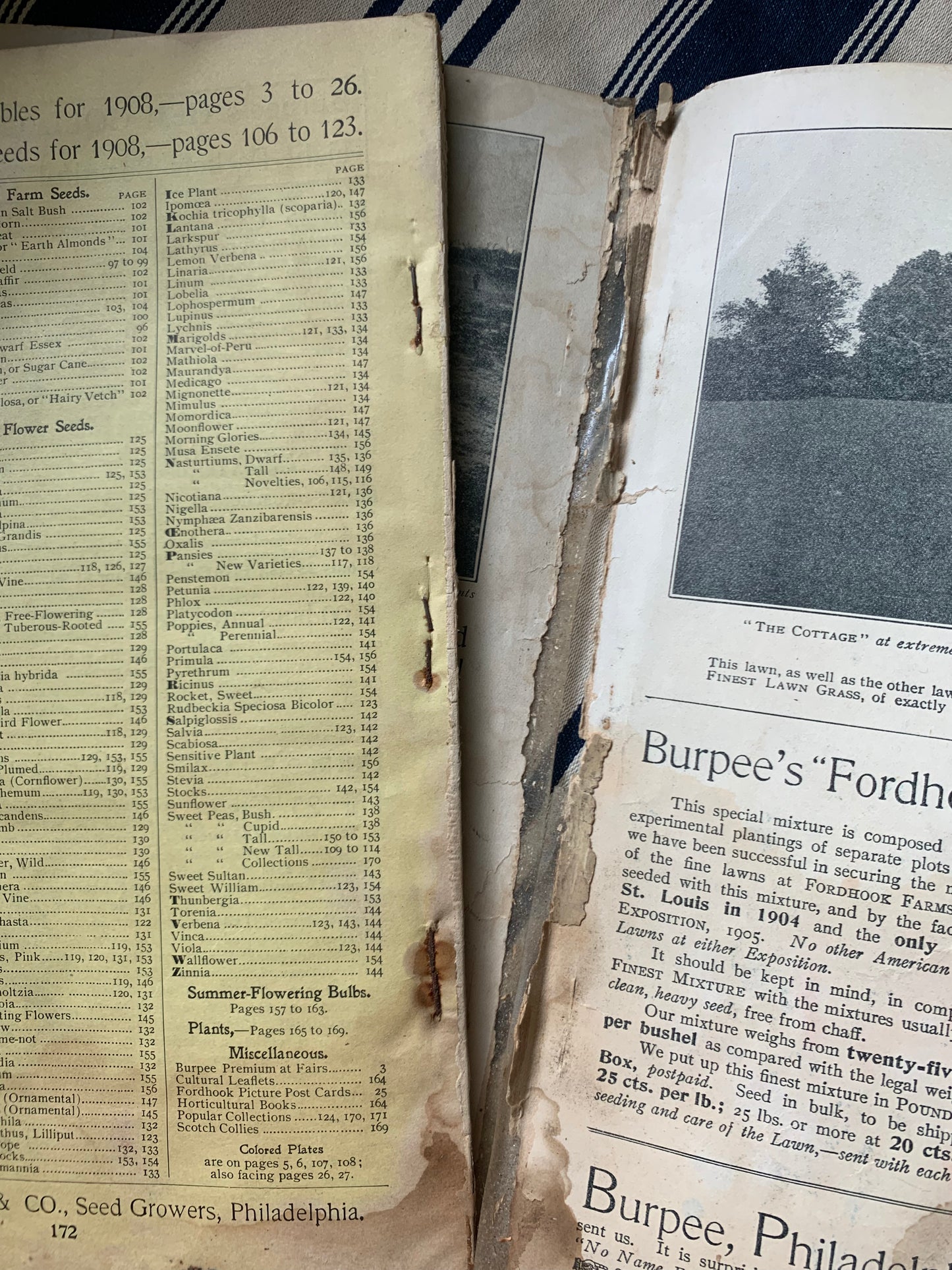 Rare Antique 1908 Burpee seed annual