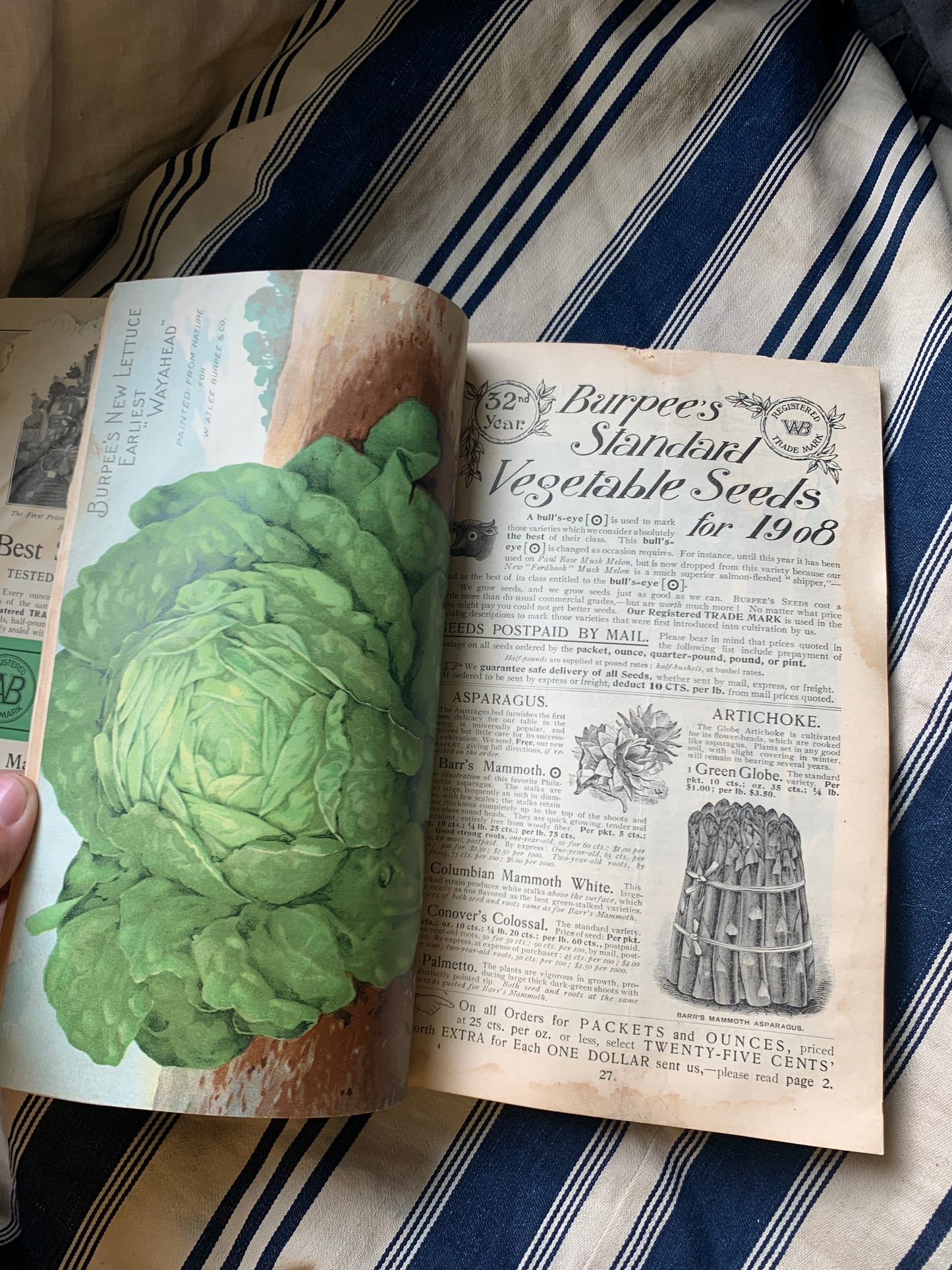 Rare Antique 1908 Burpee seed annual