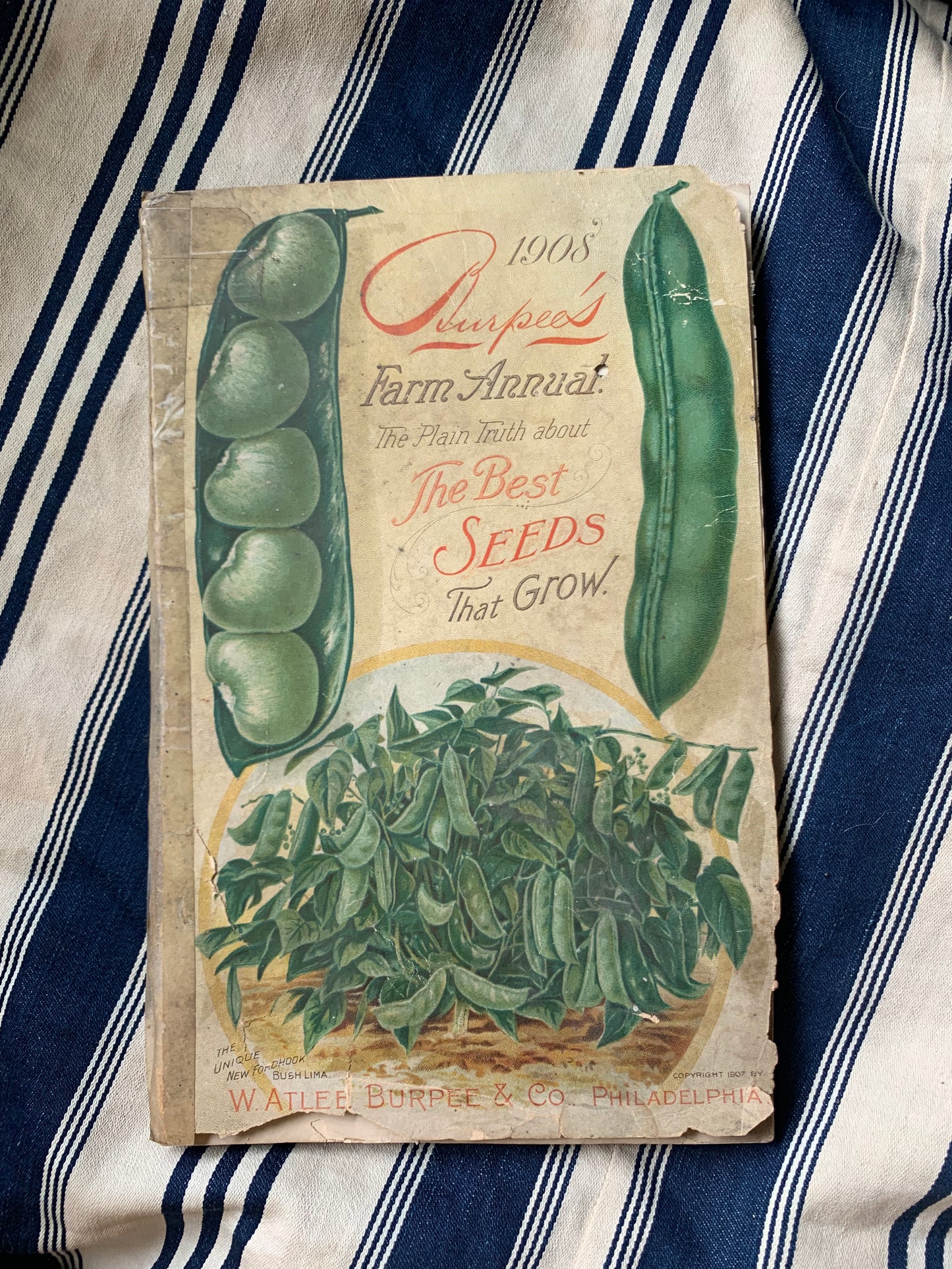 Rare Antique 1908 Burpee seed annual