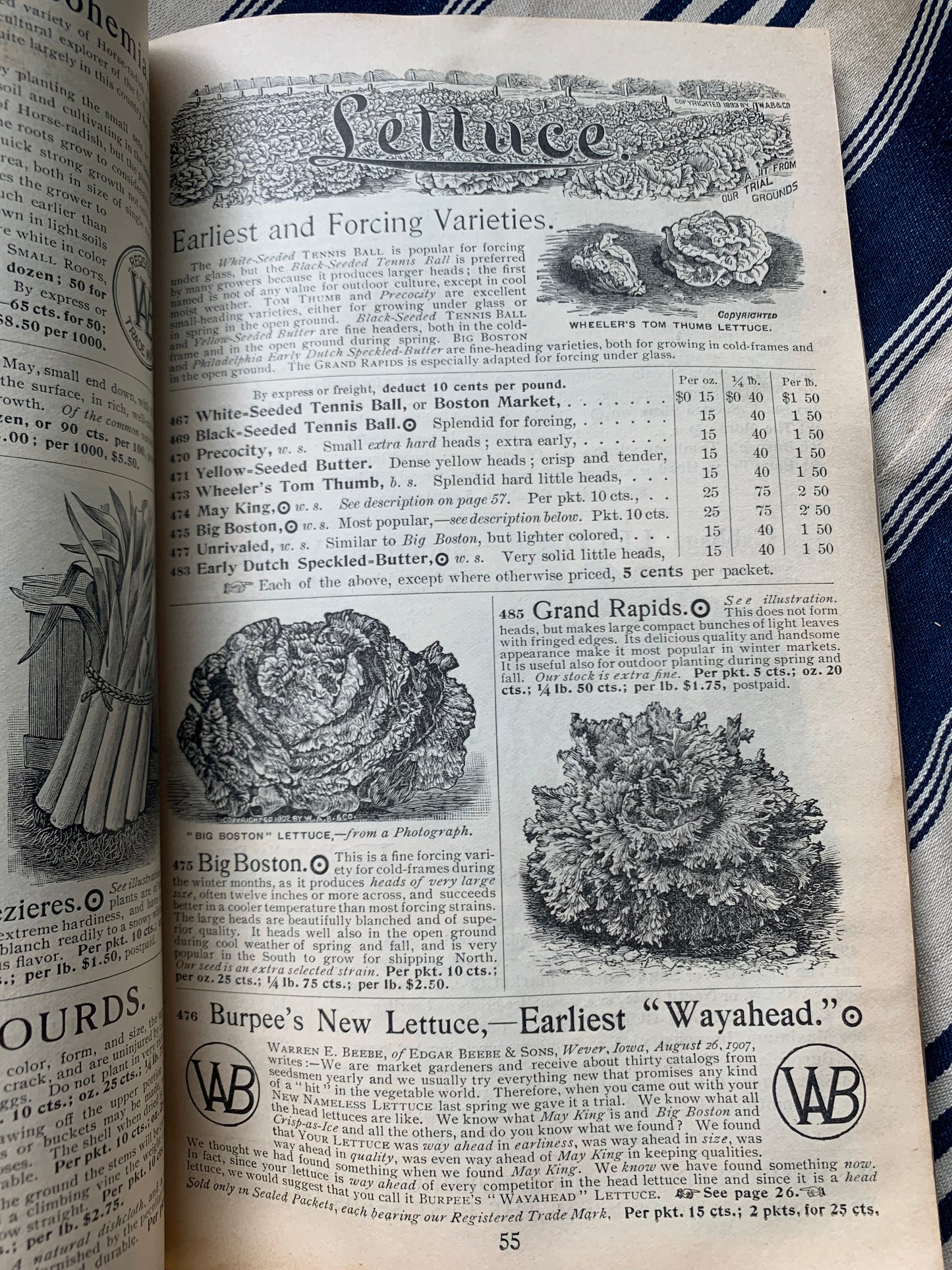 Rare Antique 1908 Burpee seed annual