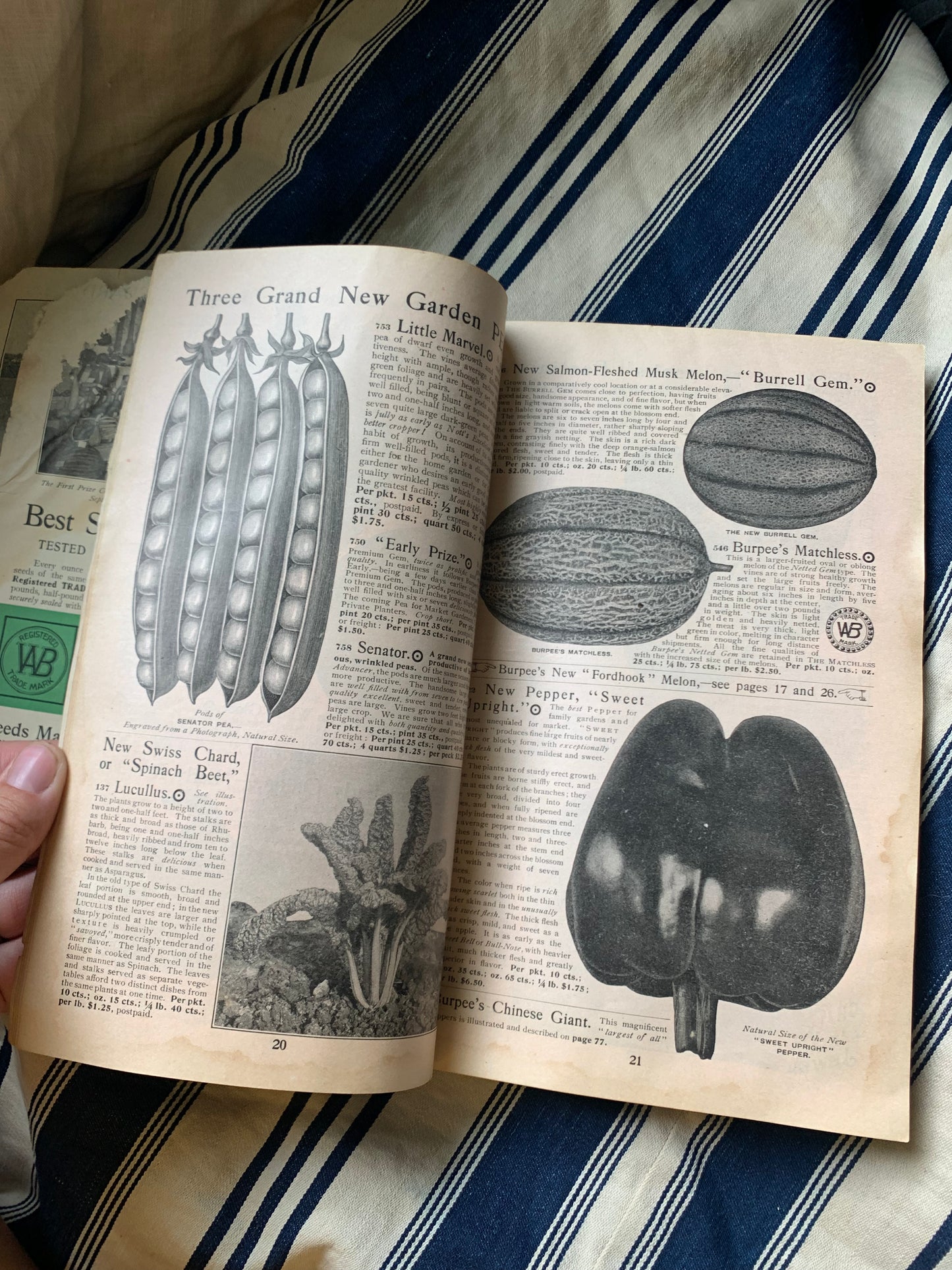 Rare Antique 1908 Burpee seed annual