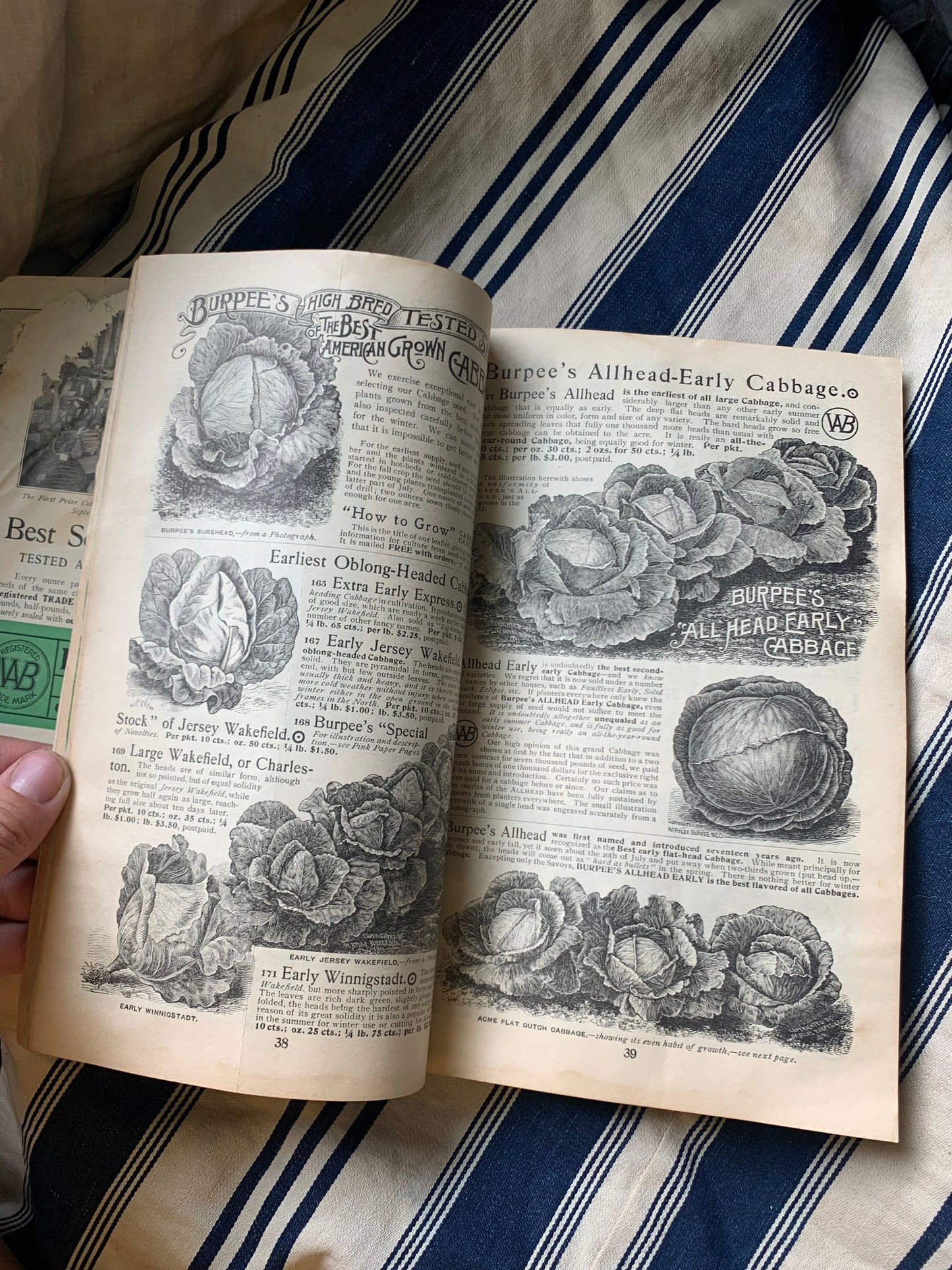 Rare Antique 1908 Burpee seed annual