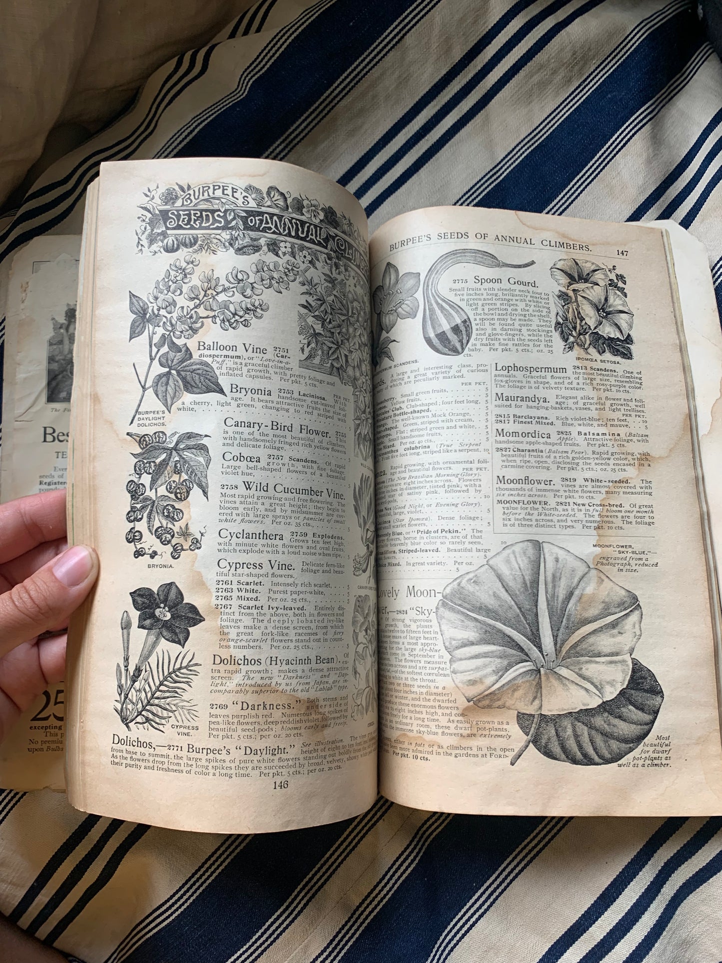 Rare Antique 1908 Burpee seed annual