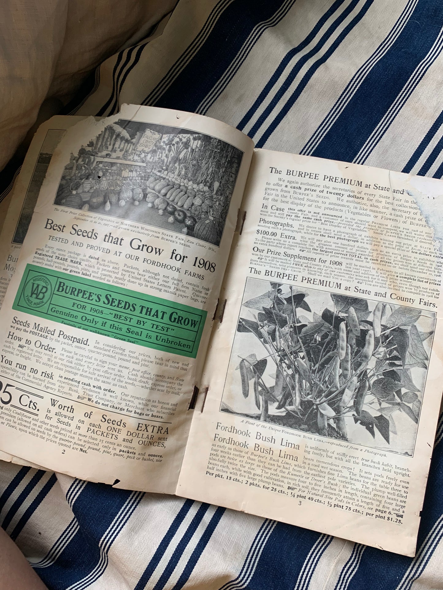 Rare Antique 1908 Burpee seed annual