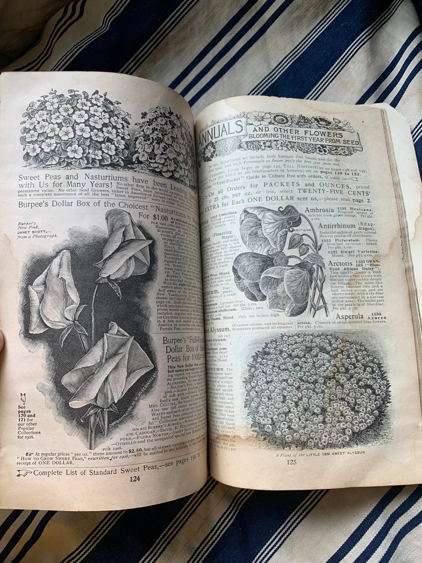 Rare Antique 1908 Burpee seed annual