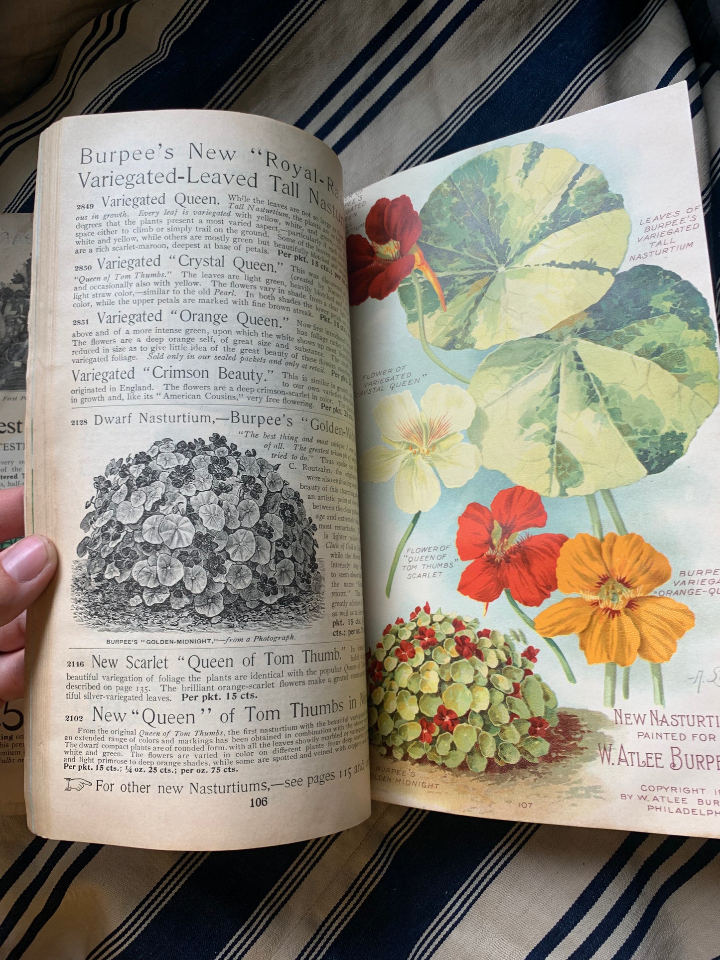 Rare Antique 1908 Burpee seed annual