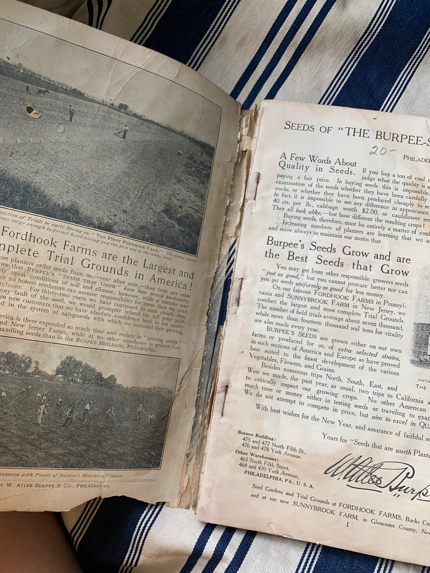 Rare Antique 1908 Burpee seed annual