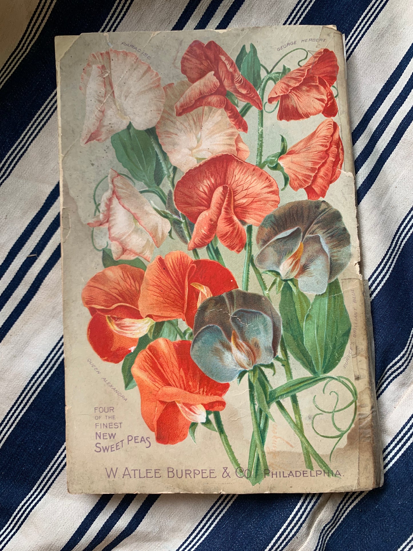 Rare Antique 1908 Burpee seed annual