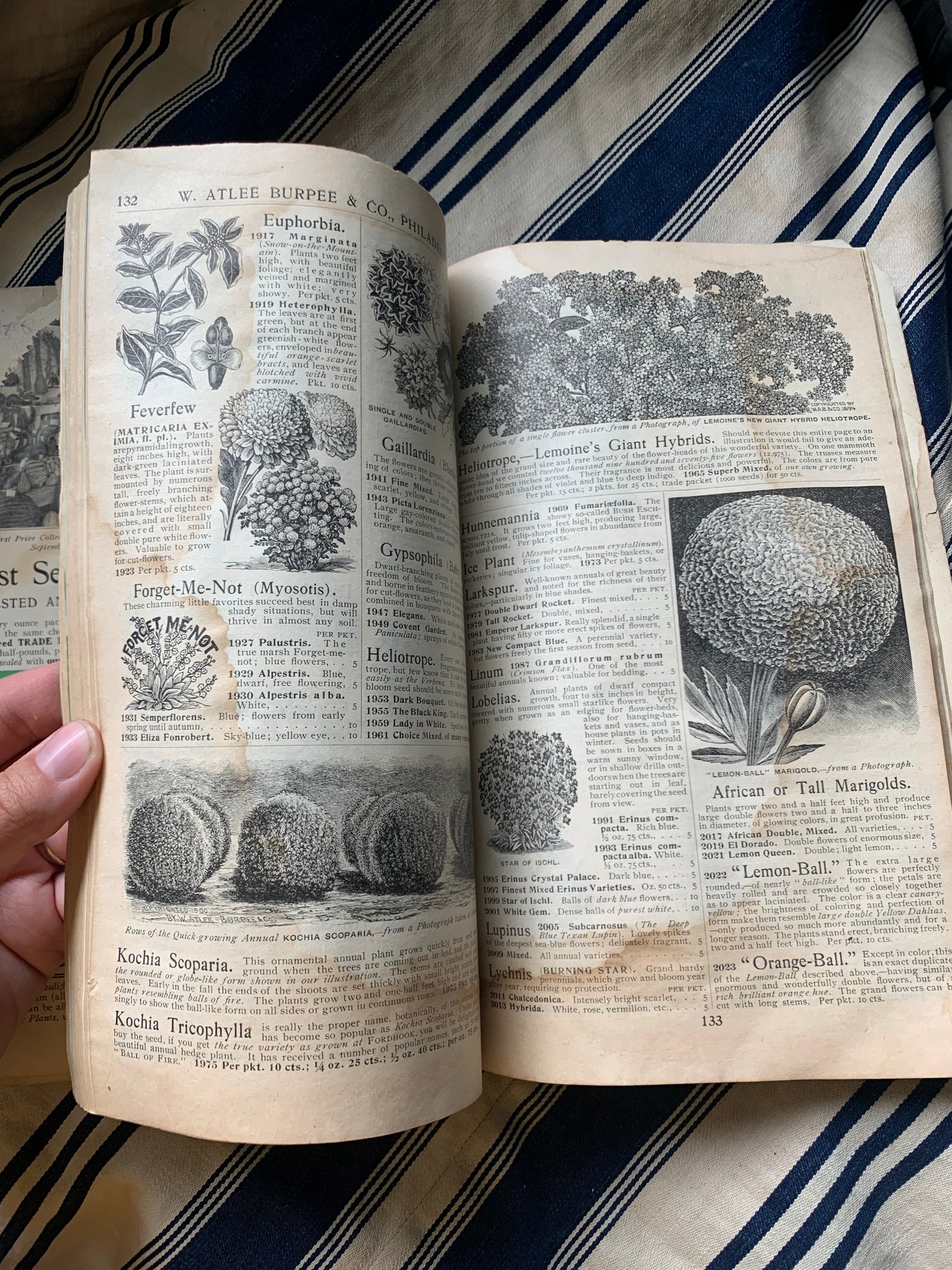 Rare Antique 1908 Burpee seed annual