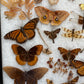 Vintage taxidermy butterfly & dragon fly collection in riker specimen frame