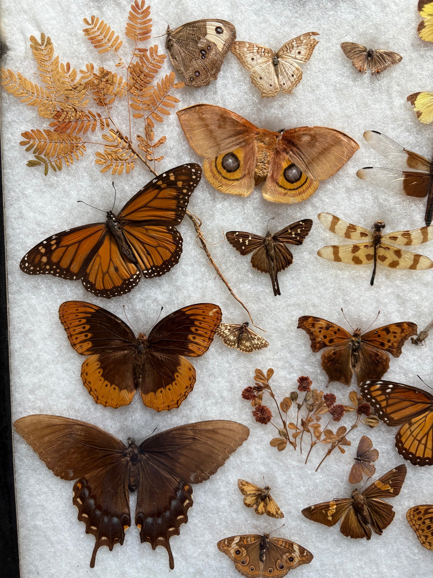 Vintage taxidermy butterfly & dragon fly collection in riker specimen frame