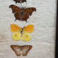 Vintage taxidermy butterfly collection in riker specimen frame