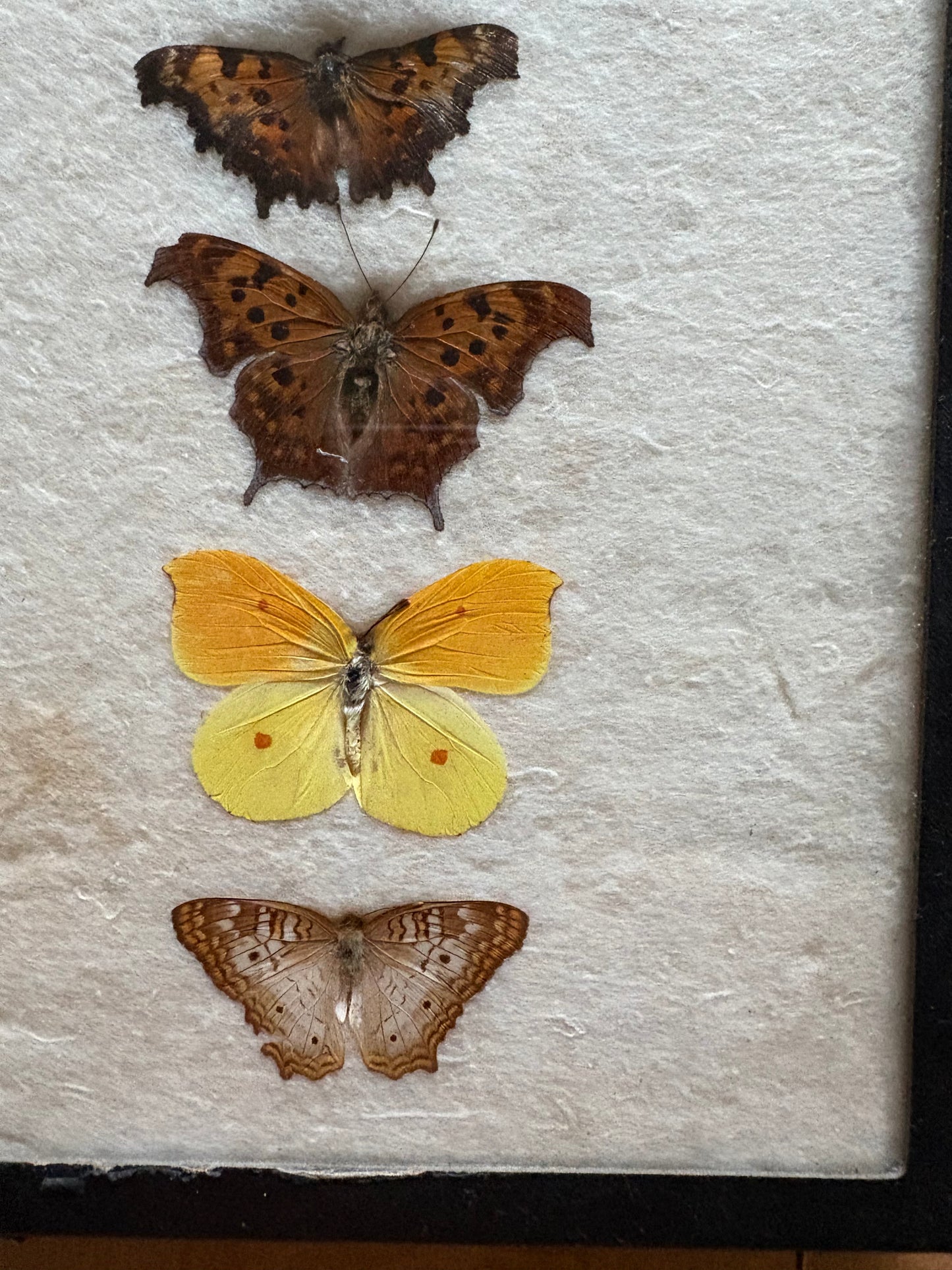 Vintage taxidermy butterfly collection in riker specimen frame