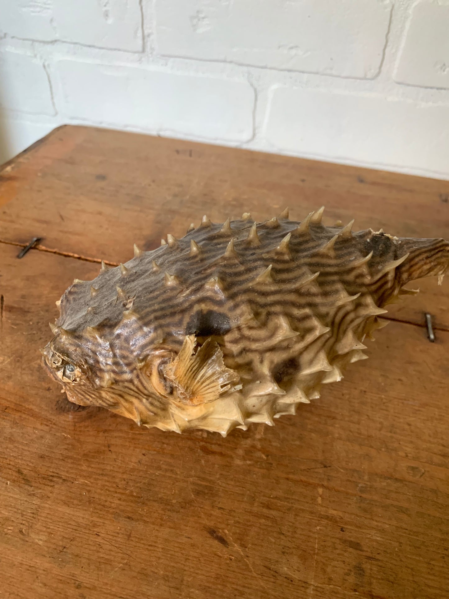 Vintage taxidermy fish