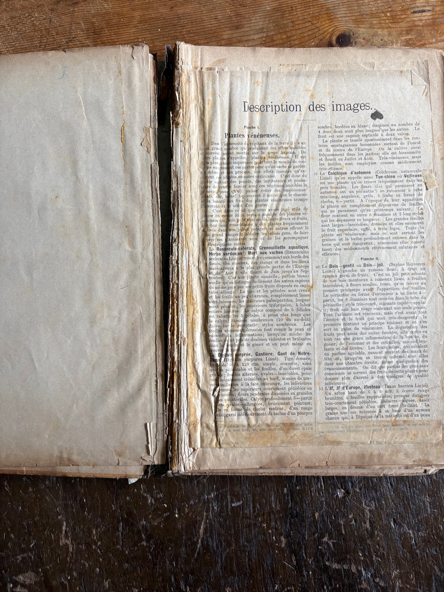 Rare Antique French botanical illustration book with 30 prints