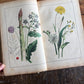 Rare Antique French botanical illustration book with 30 prints
